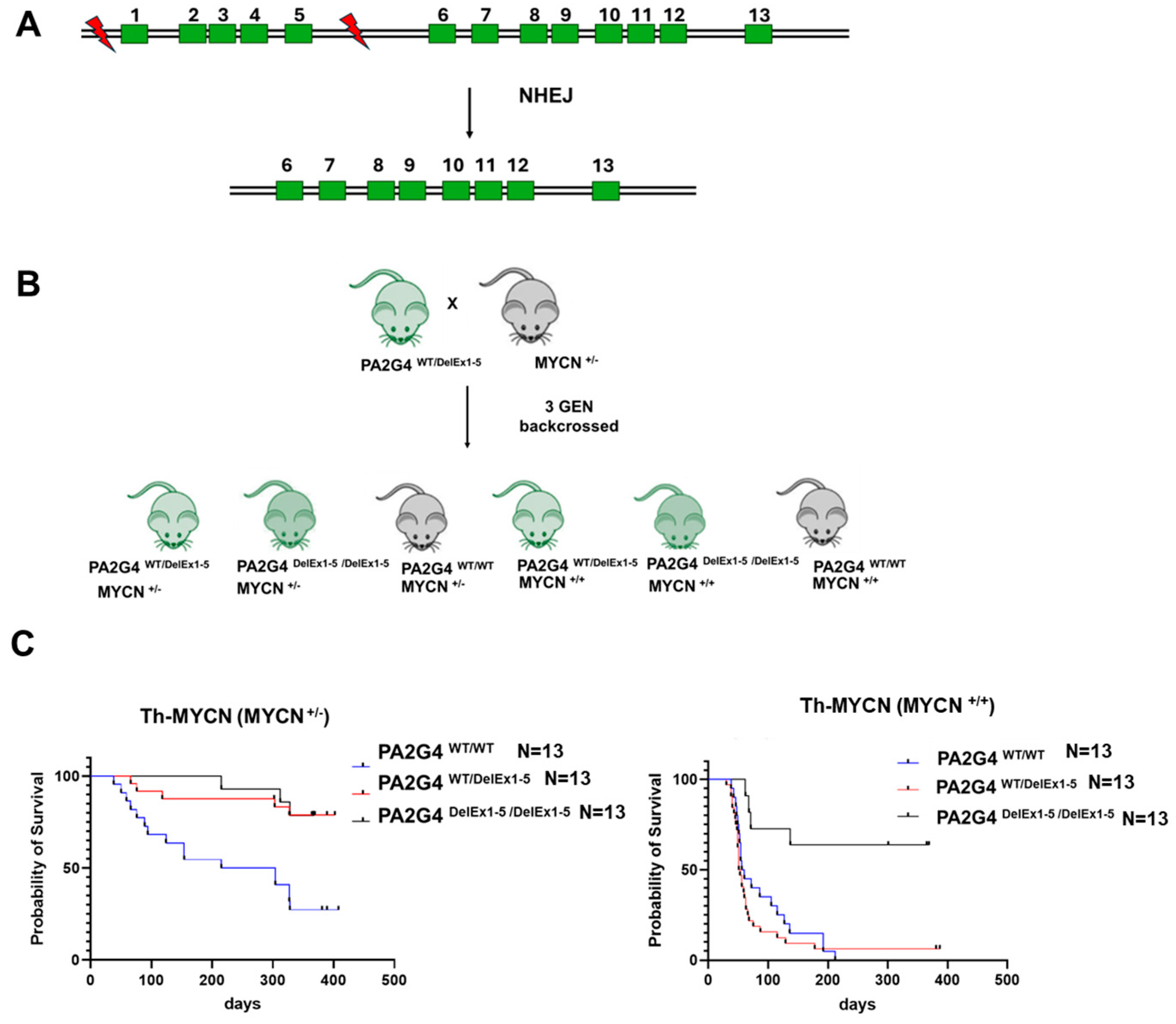 Cells 14 01422 g001 Cells 14 01422 g001
