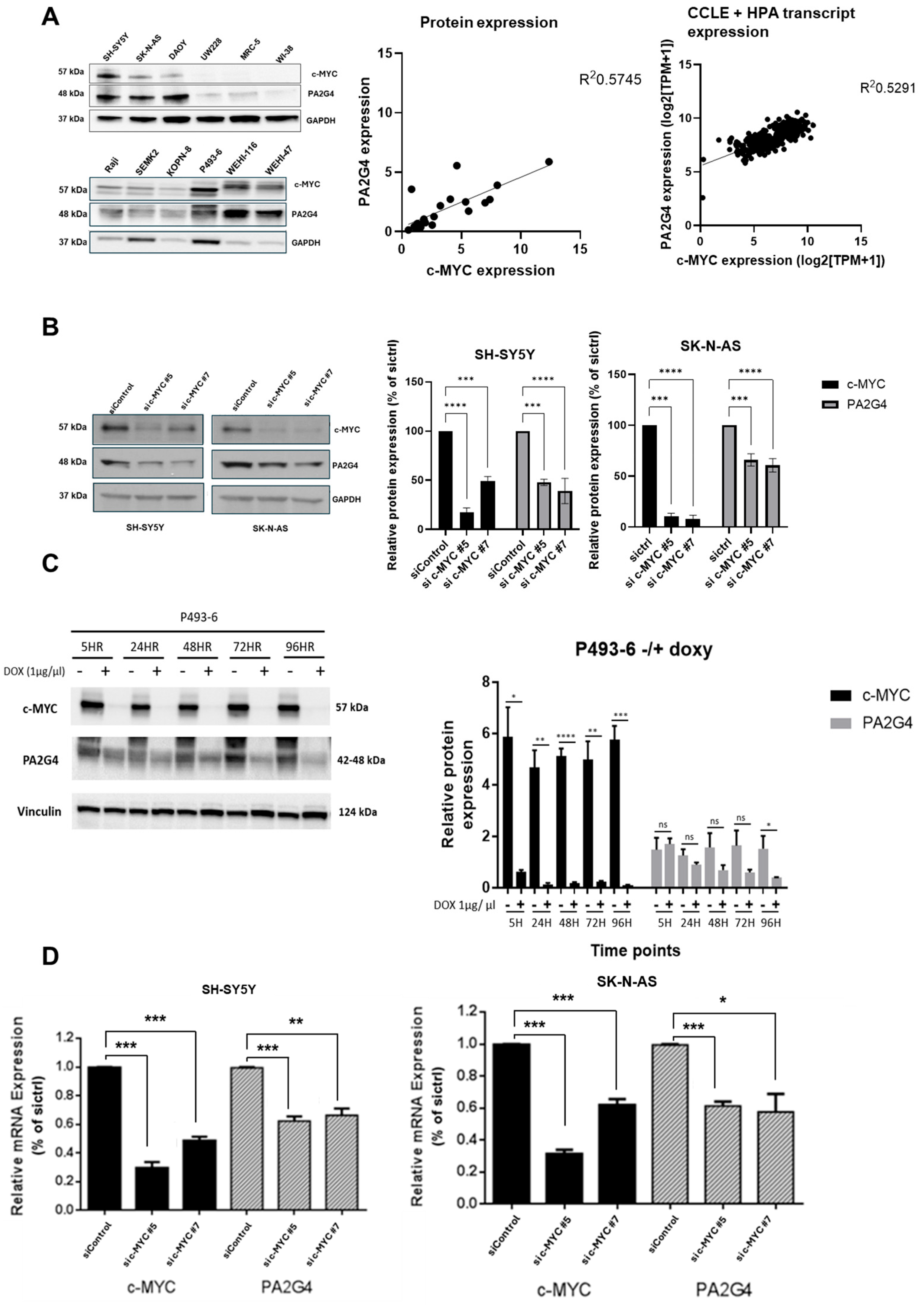 Cells 14 01422 g002 Cells 14 01422 g002