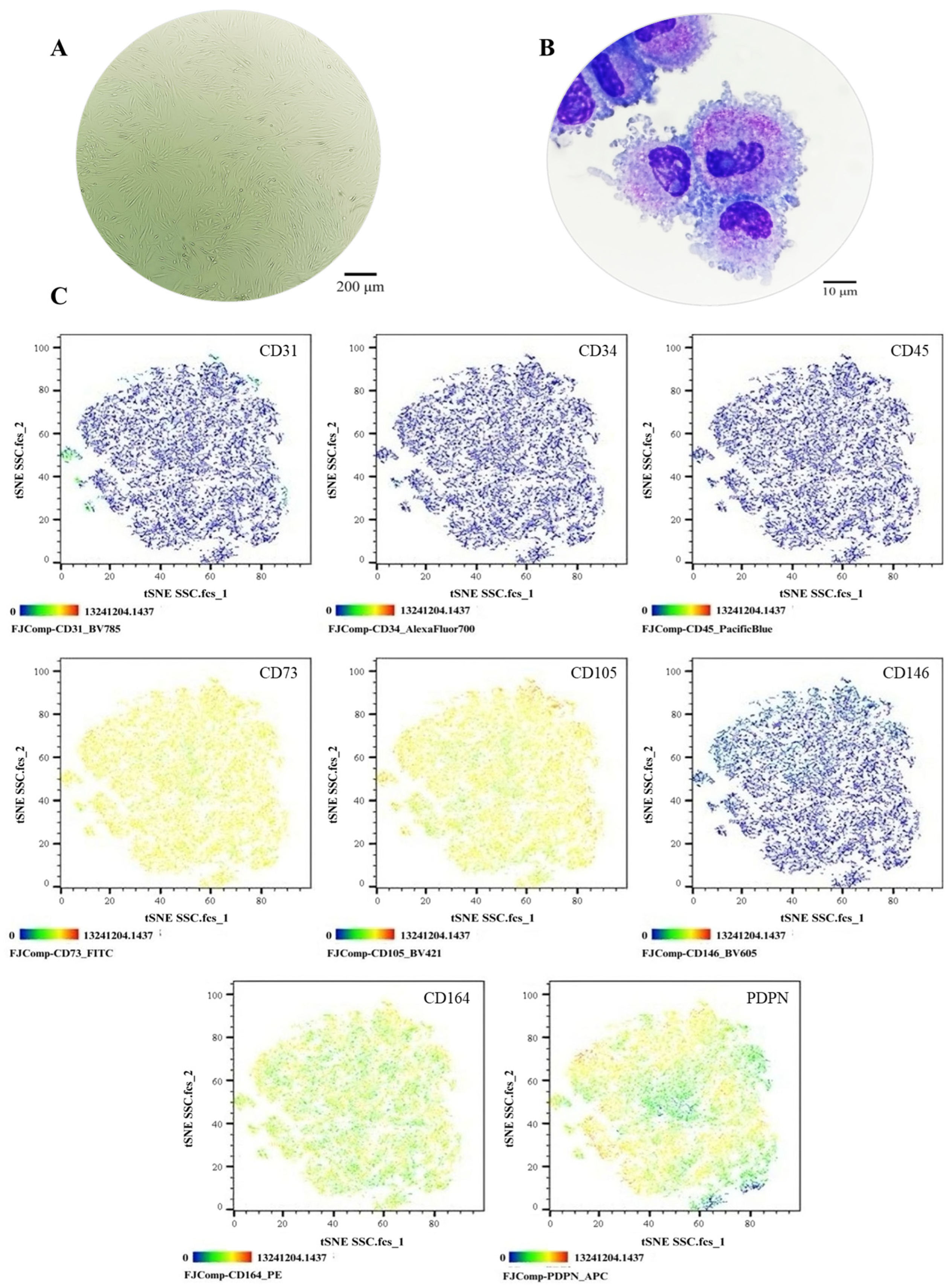 Cells 14 01423 g001 Cells 14 01423 g001
