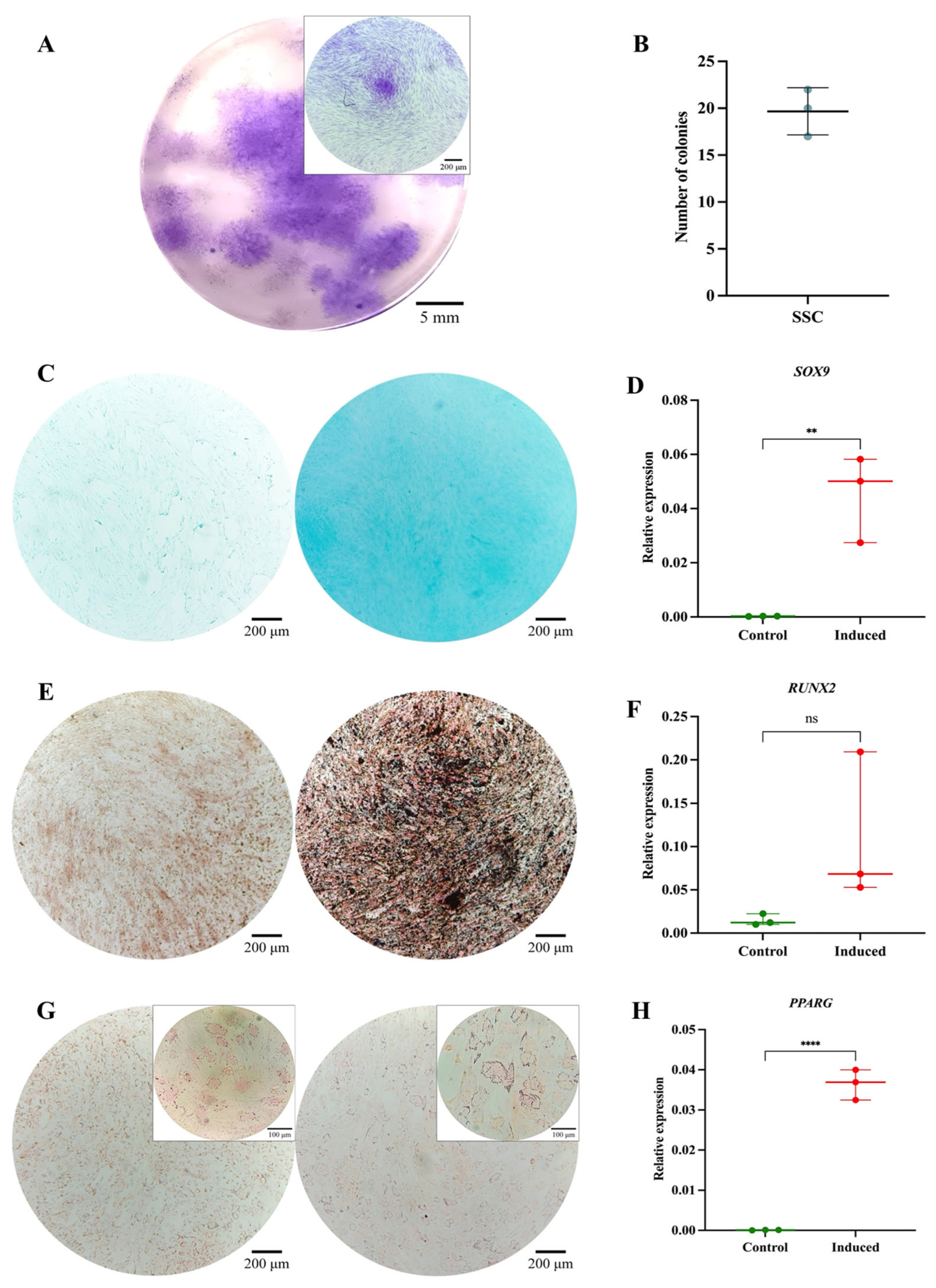 Cells 14 01423 g002 Cells 14 01423 g002