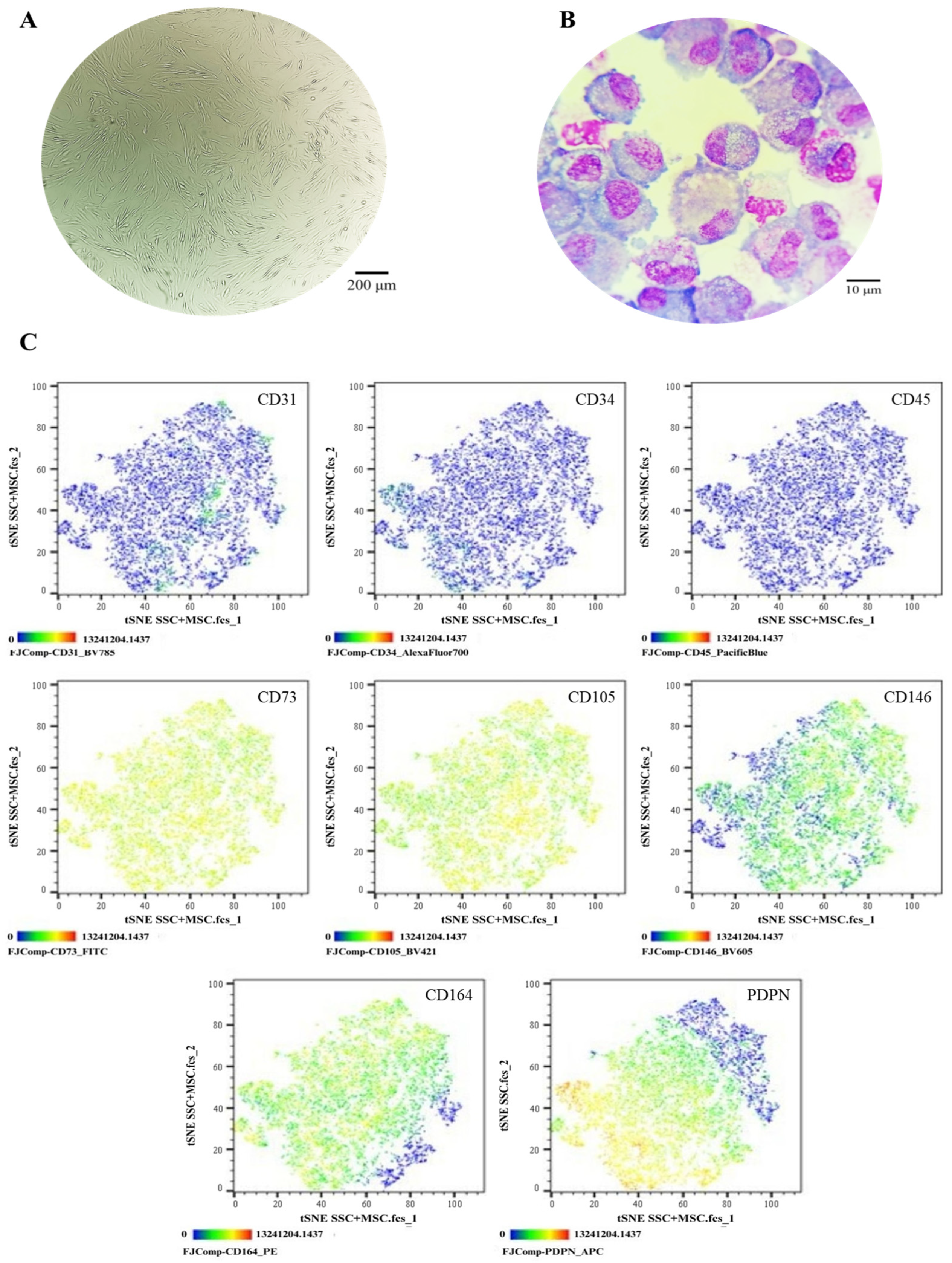 Cells 14 01423 g005 Cells 14 01423 g005