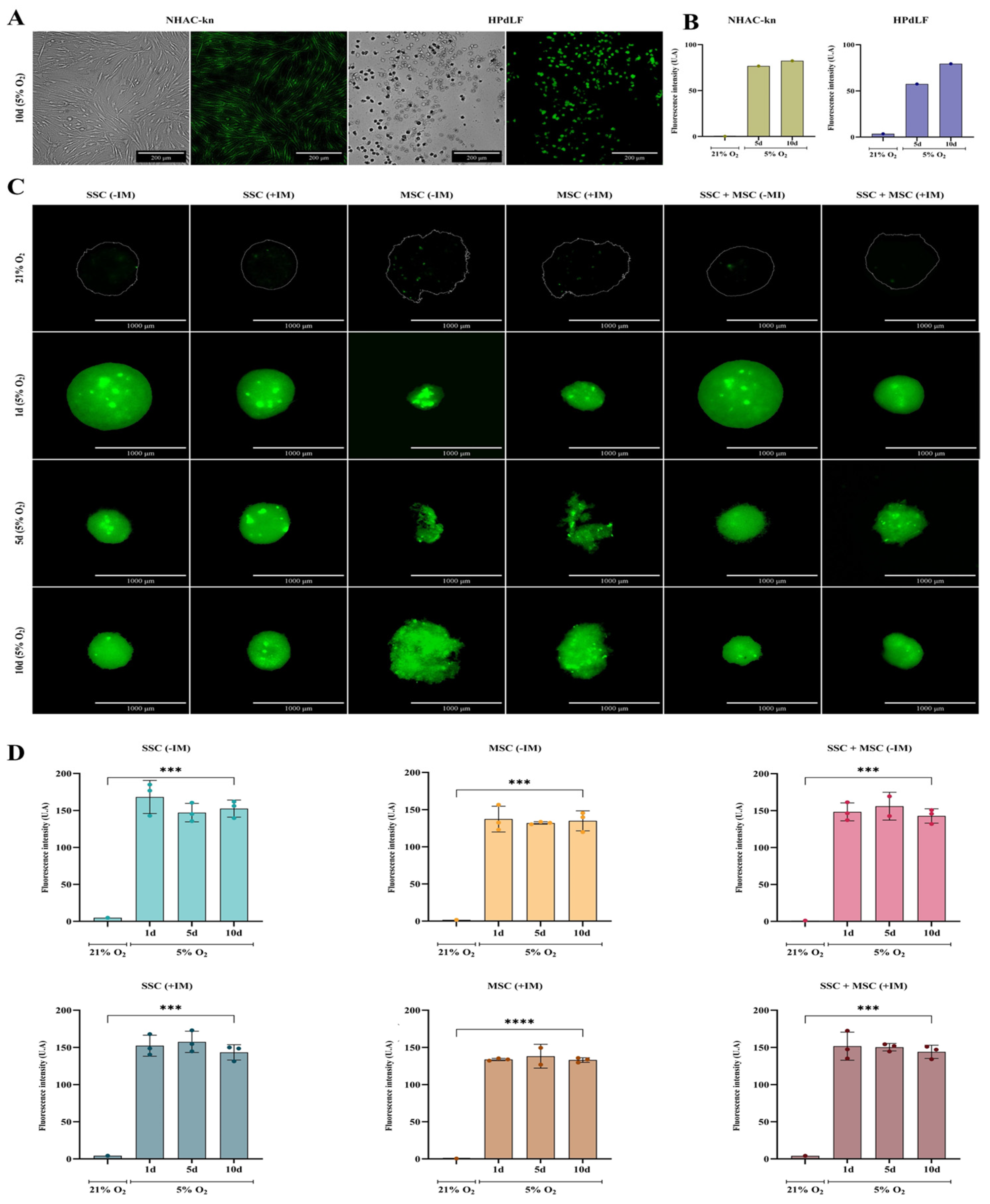 Cells 14 01423 g010 Cells 14 01423 g010
