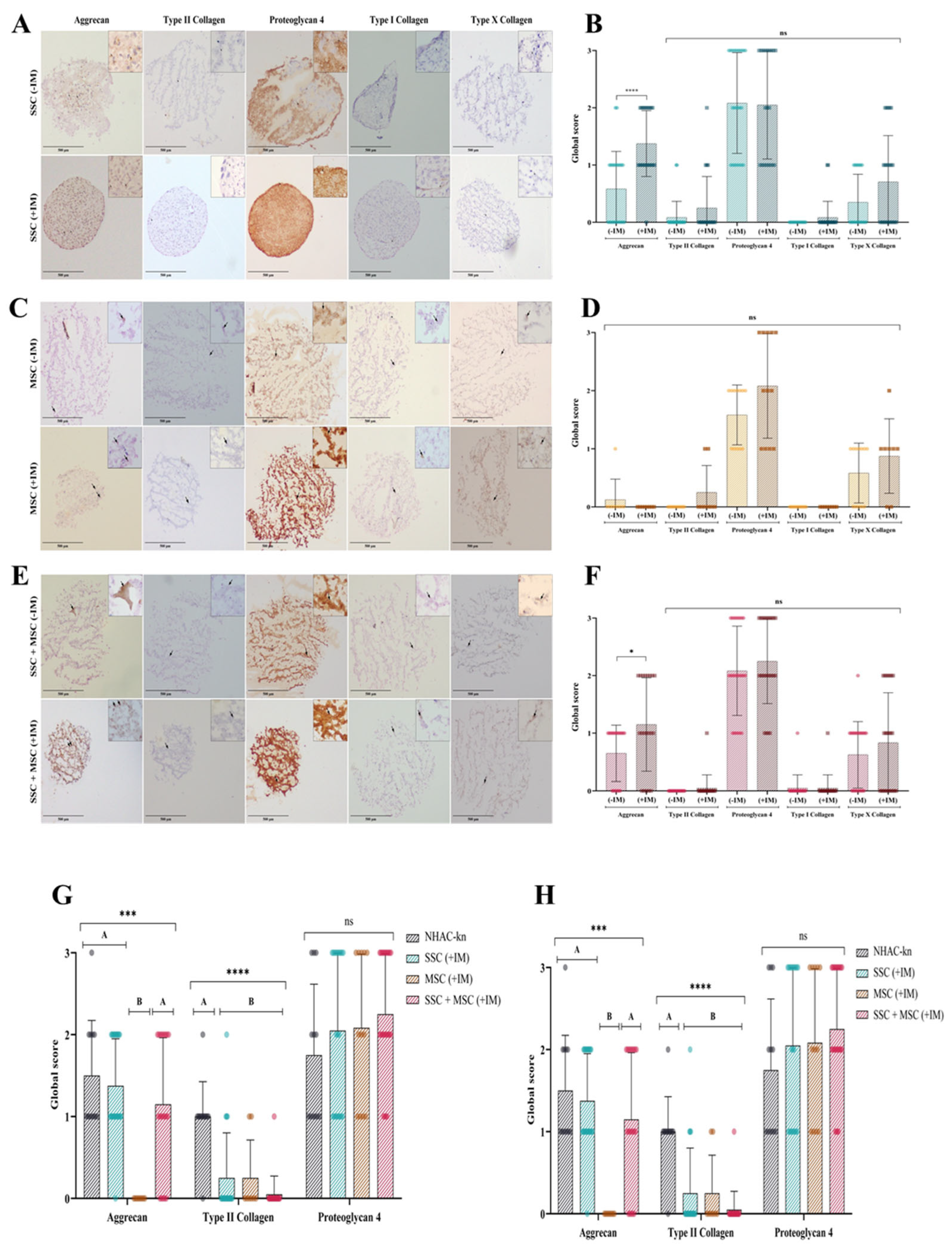 Cells 14 01423 g013 Cells 14 01423 g013