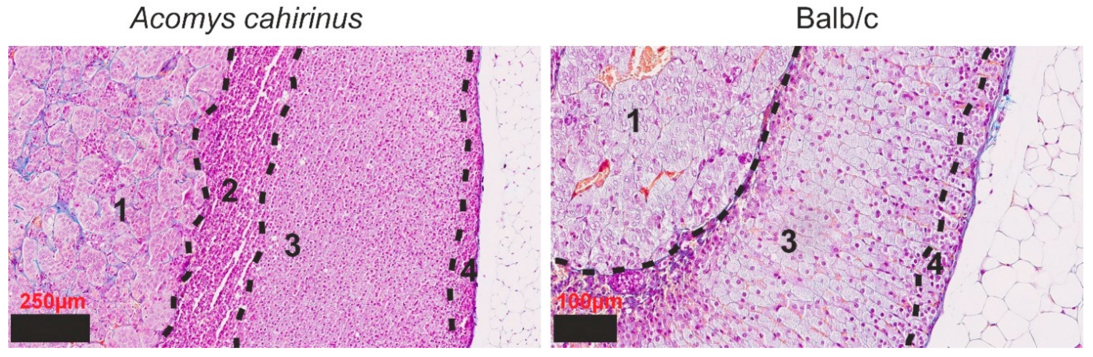 Cells 14 01431 g001 Cells 14 01431 g001