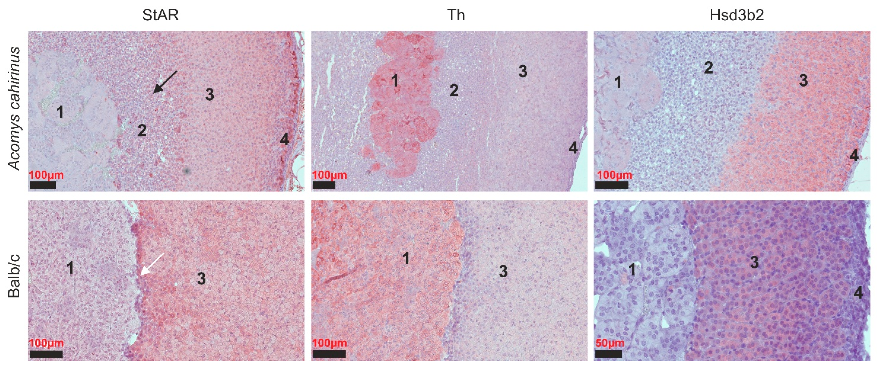 Cells 14 01431 g002 Cells 14 01431 g002