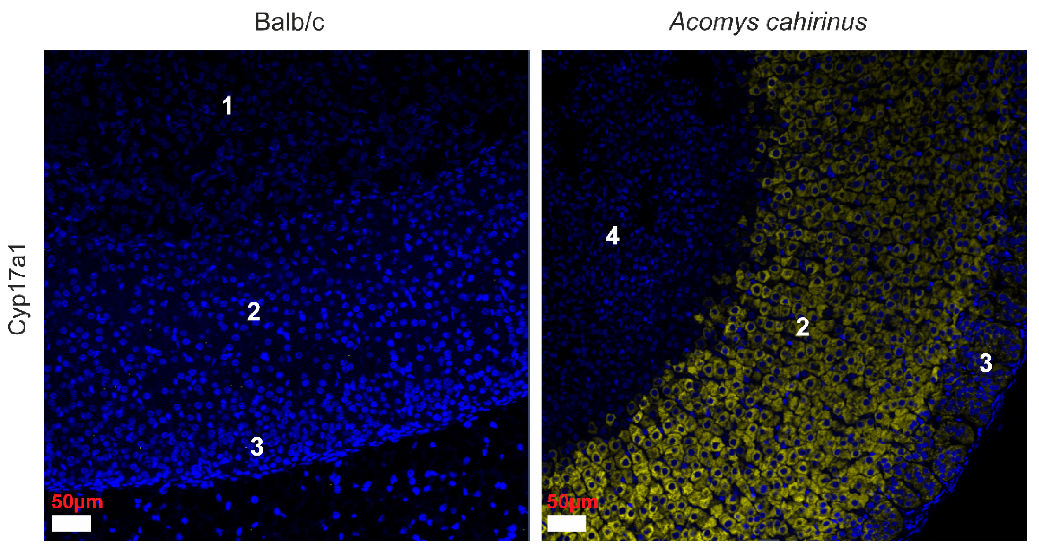 Cells 14 01431 g003 Cells 14 01431 g003