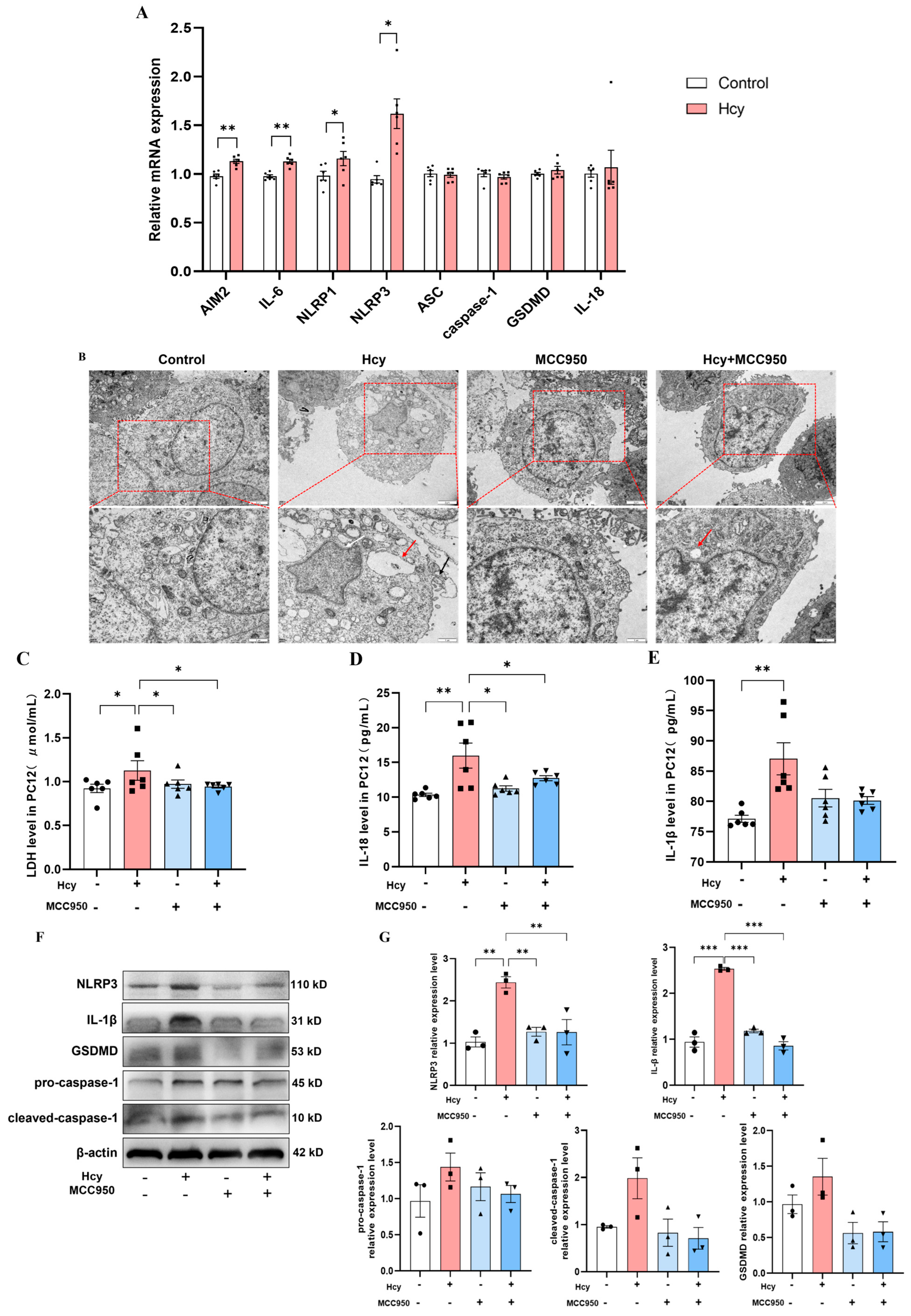 Cells 14 01437 g005 Cells 14 01437 g005