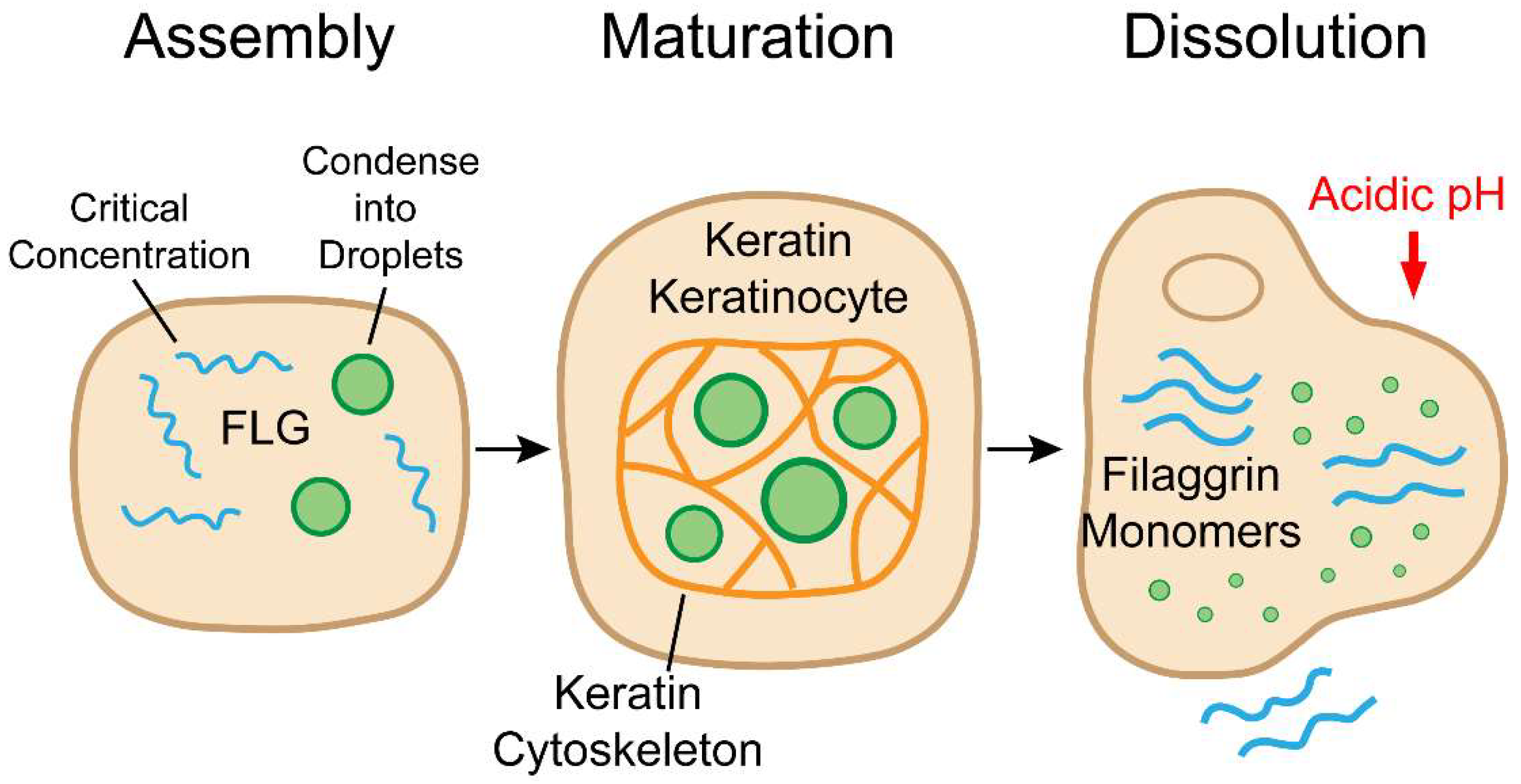 Cells 14 01438 g001 Cells 14 01438 g001