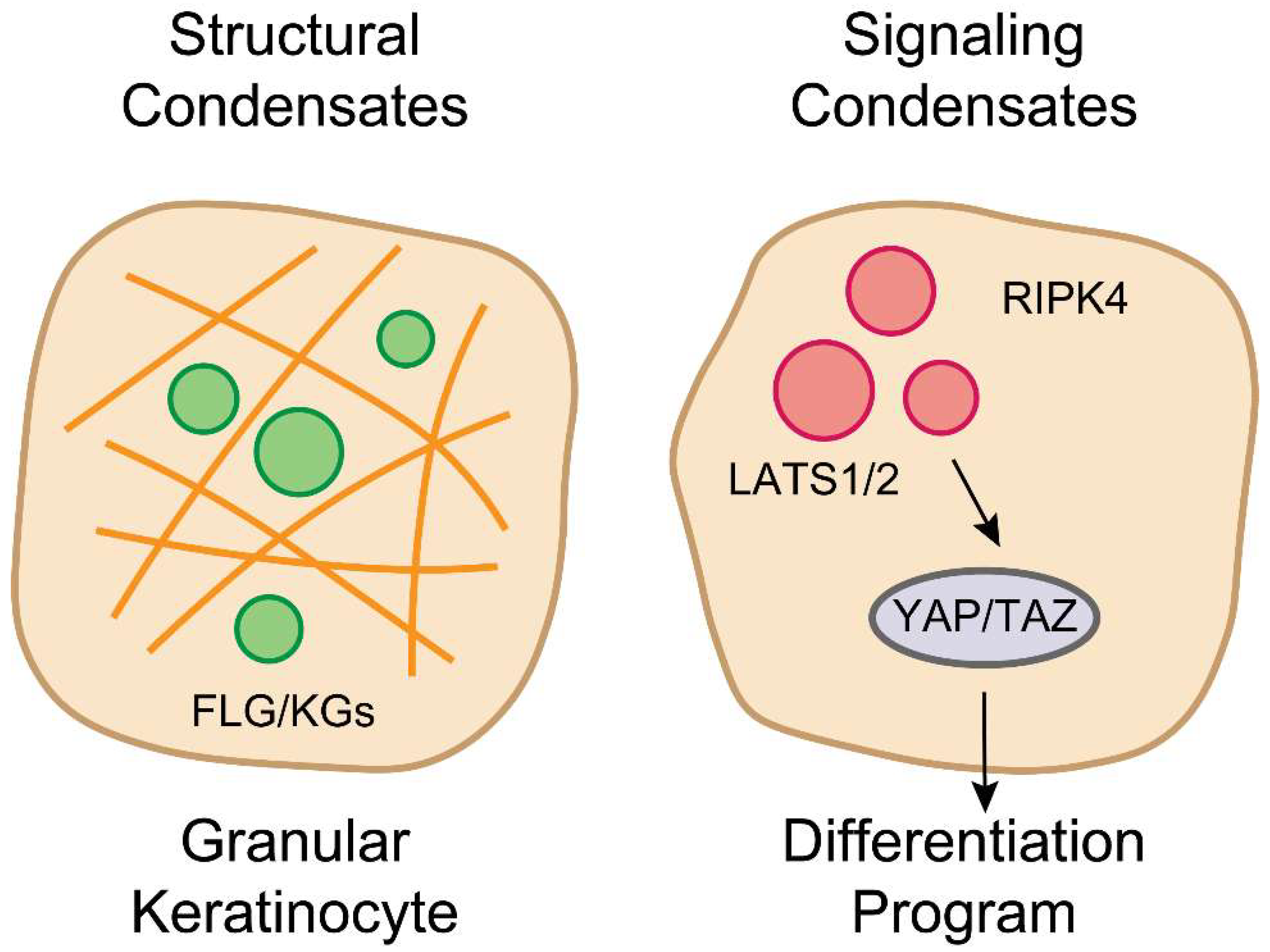 Cells 14 01438 g002 Cells 14 01438 g002