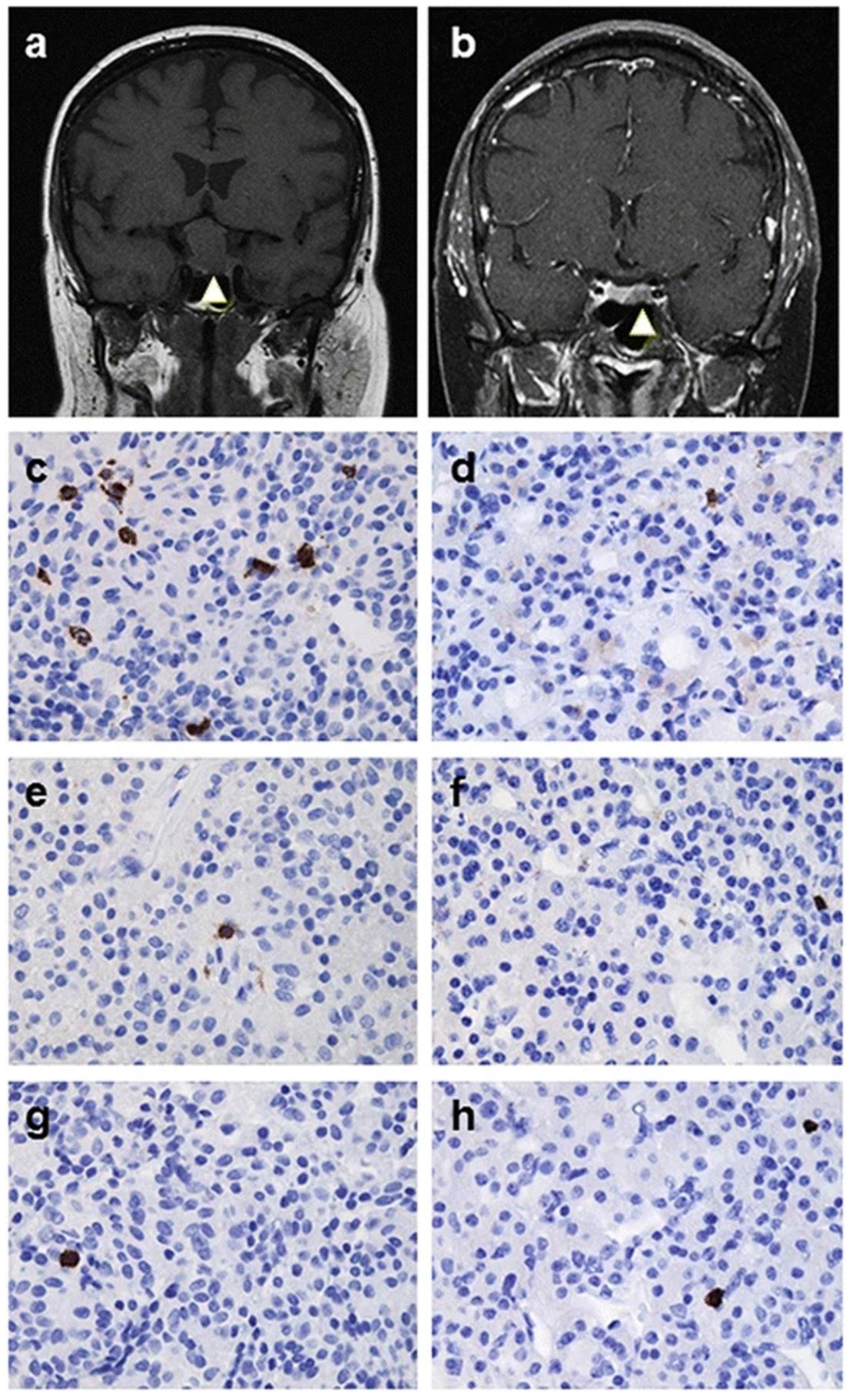Cells 14 01450 g001 Cells 14 01450 g001