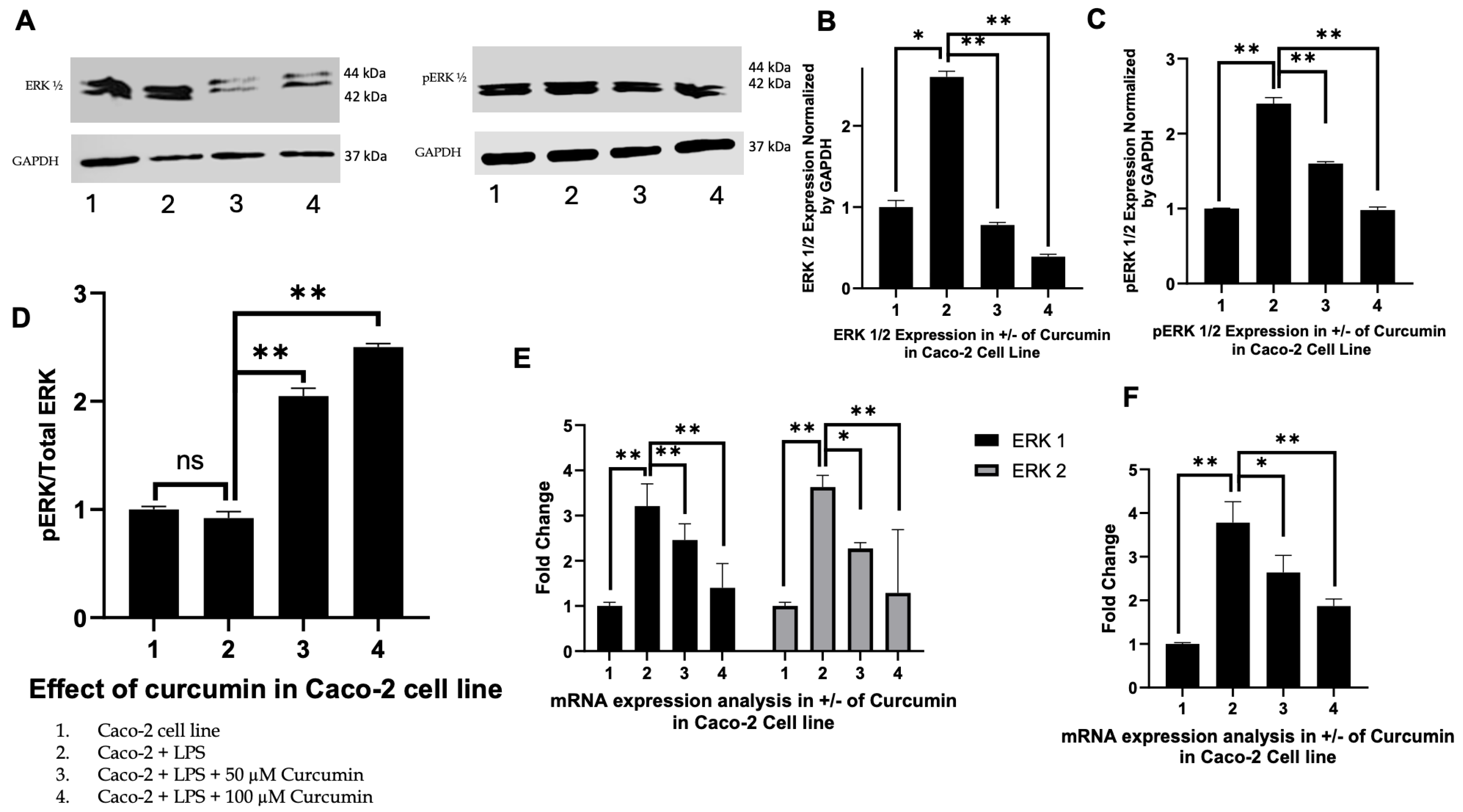Cells 14 01451 g005 Cells 14 01451 g005