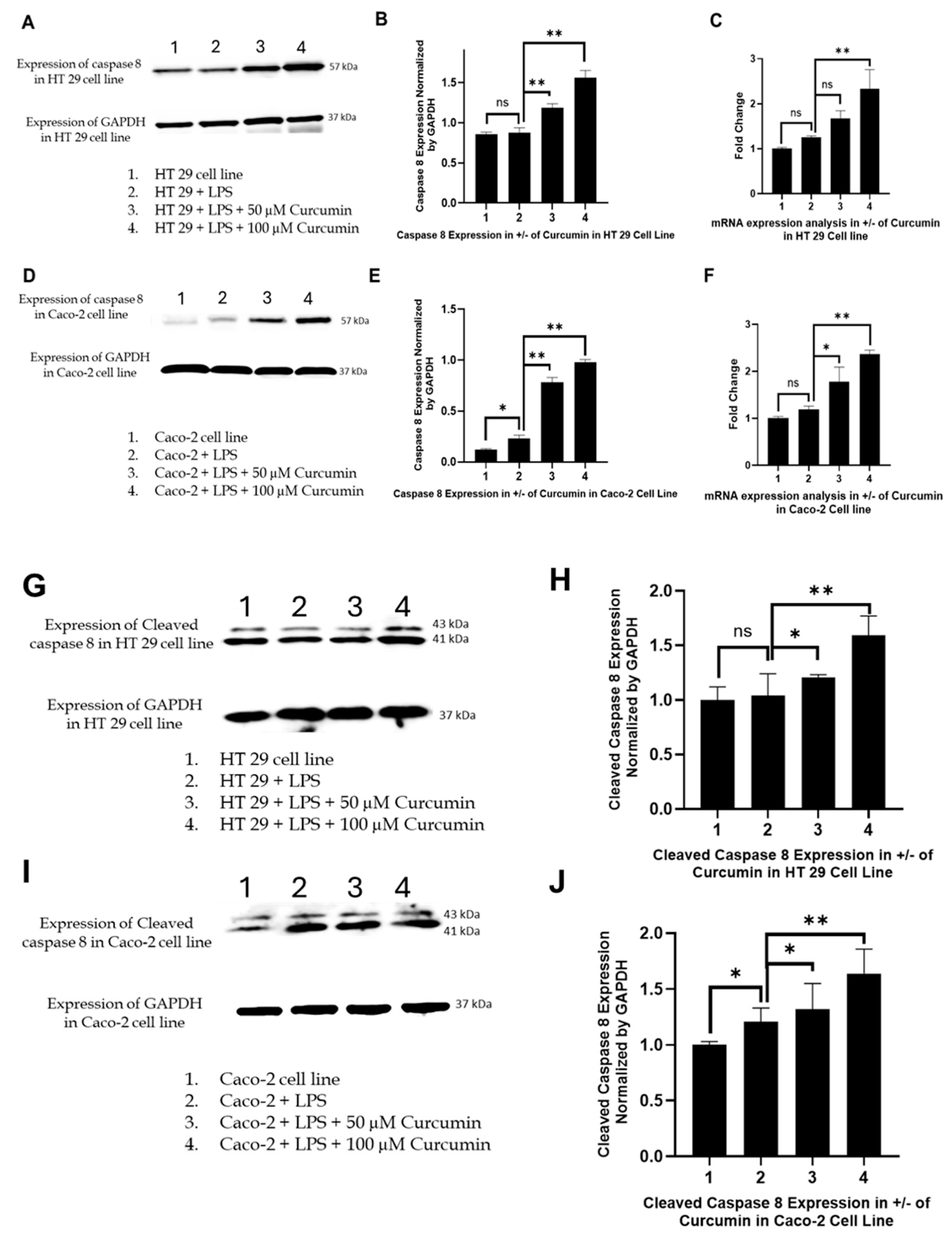 Cells 14 01451 g007 Cells 14 01451 g007