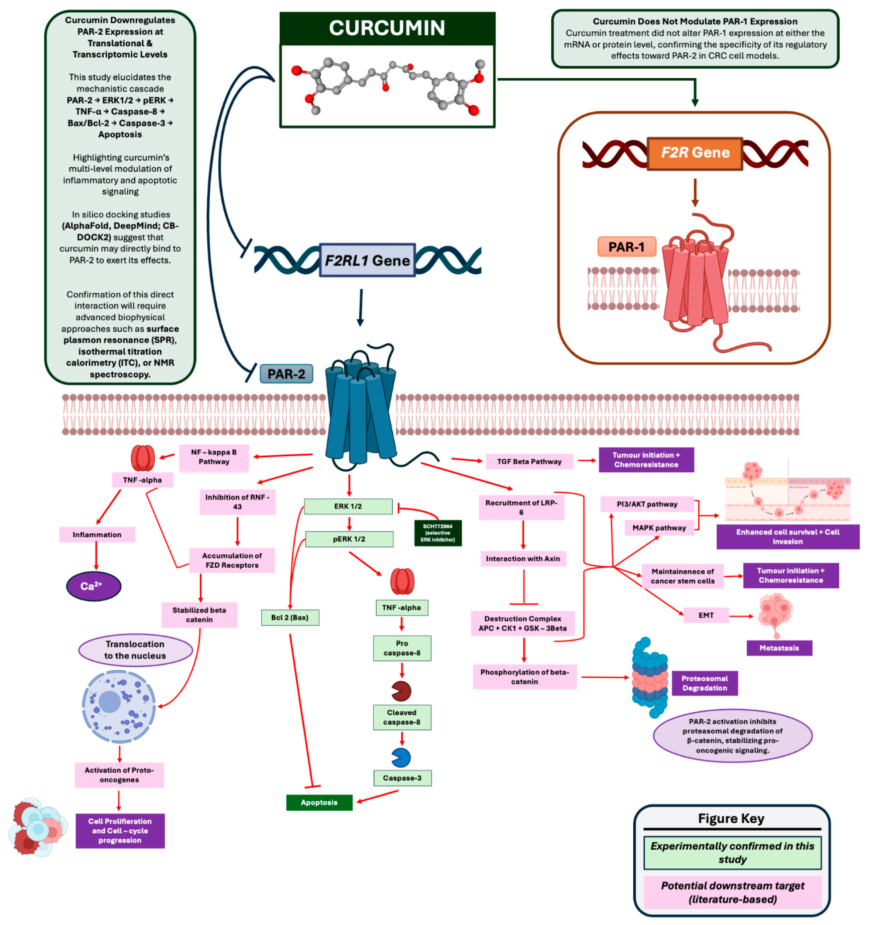Cells 14 01451 g015 Cells 14 01451 g015