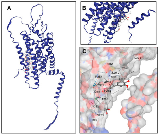 Curcumin Inhibits Protease Activated Receptor 2-Induced ERK