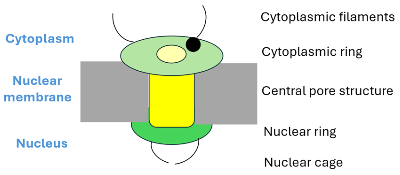 Cells 14 01461 g001 Cells 14 01461 g001