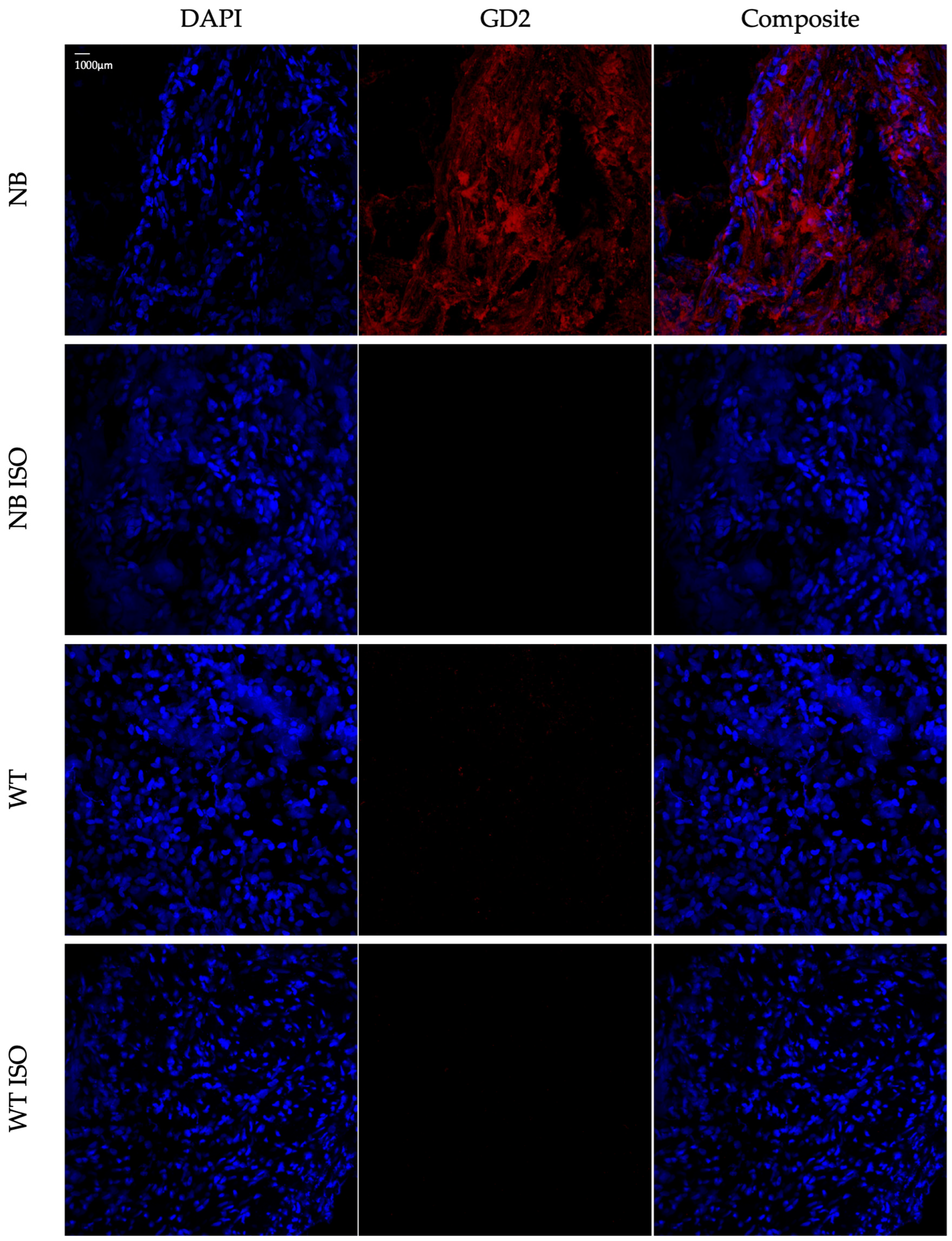 Cells 14 01462 g002 Cells 14 01462 g002