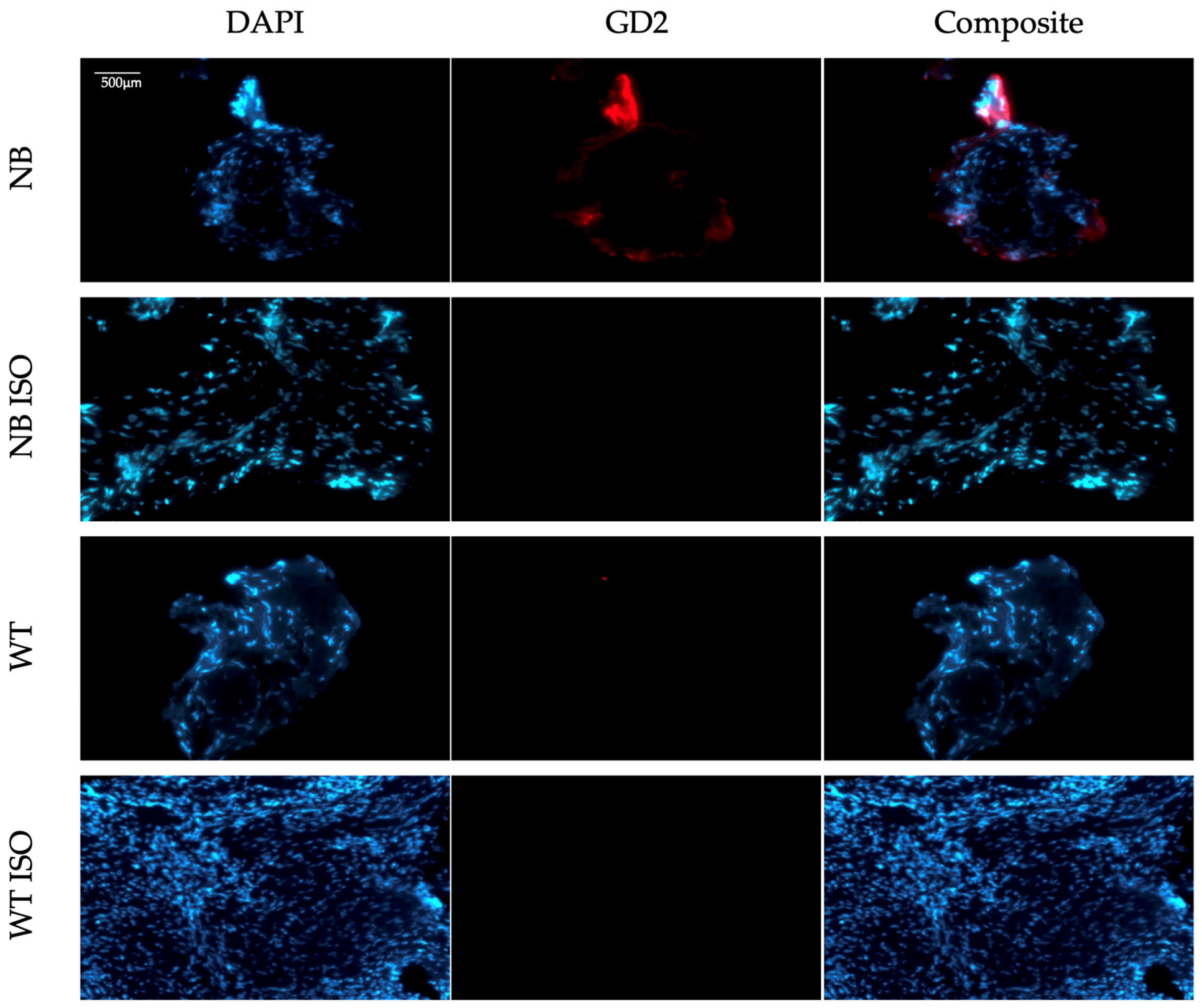 Cells 14 01462 g003 Cells 14 01462 g003