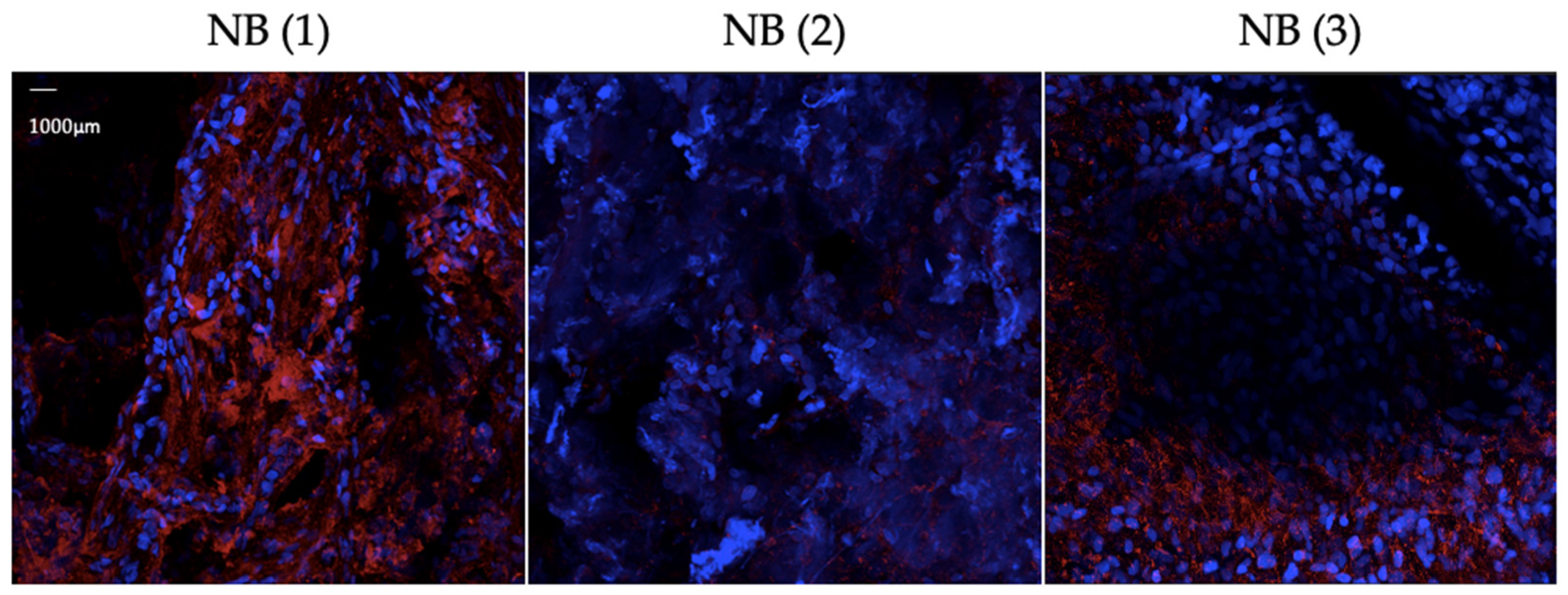 Cells 14 01462 g004 Cells 14 01462 g004