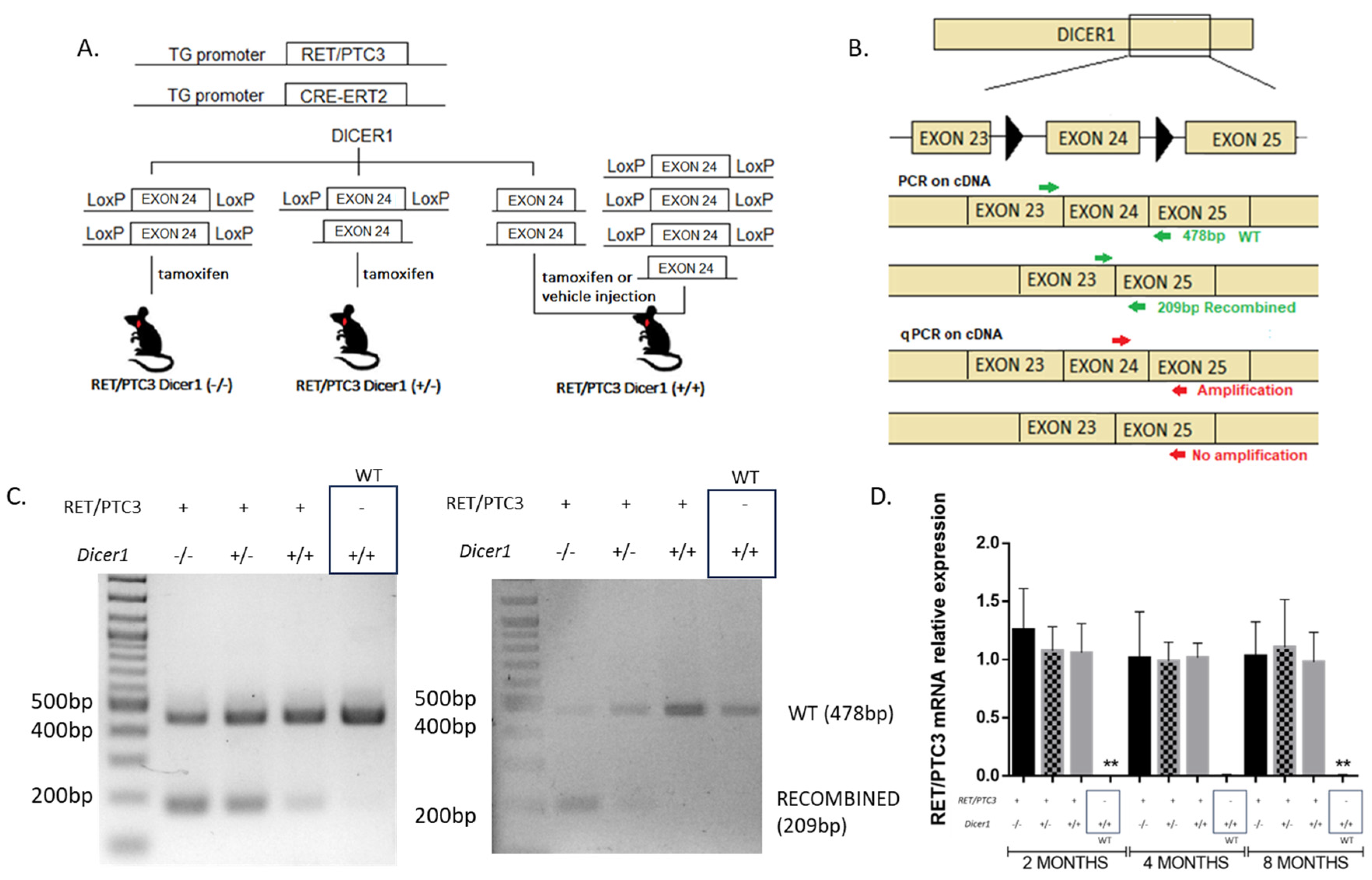 Cells 14 01465 g001 Cells 14 01465 g001