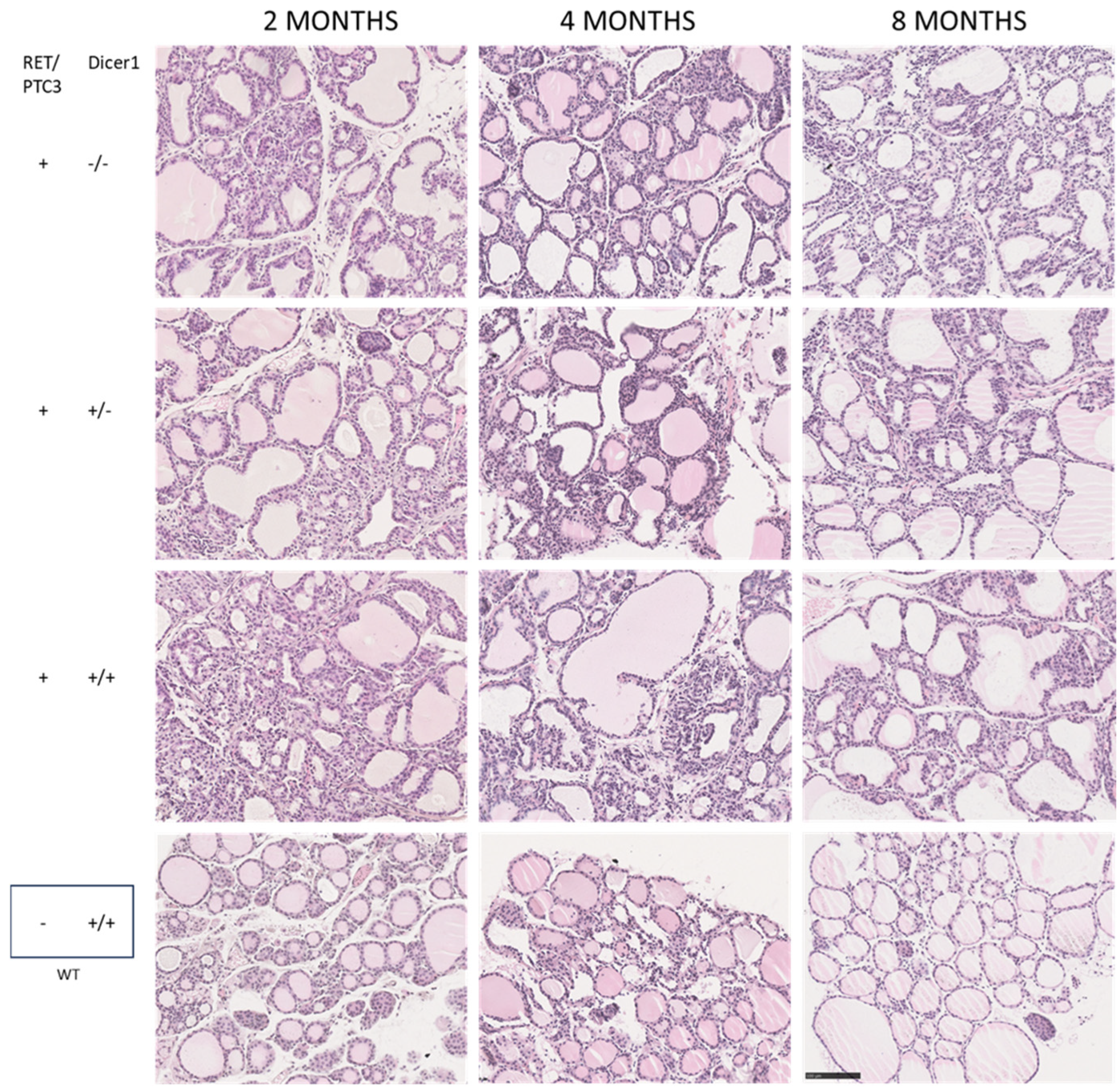 Cells 14 01465 g004 Cells 14 01465 g004