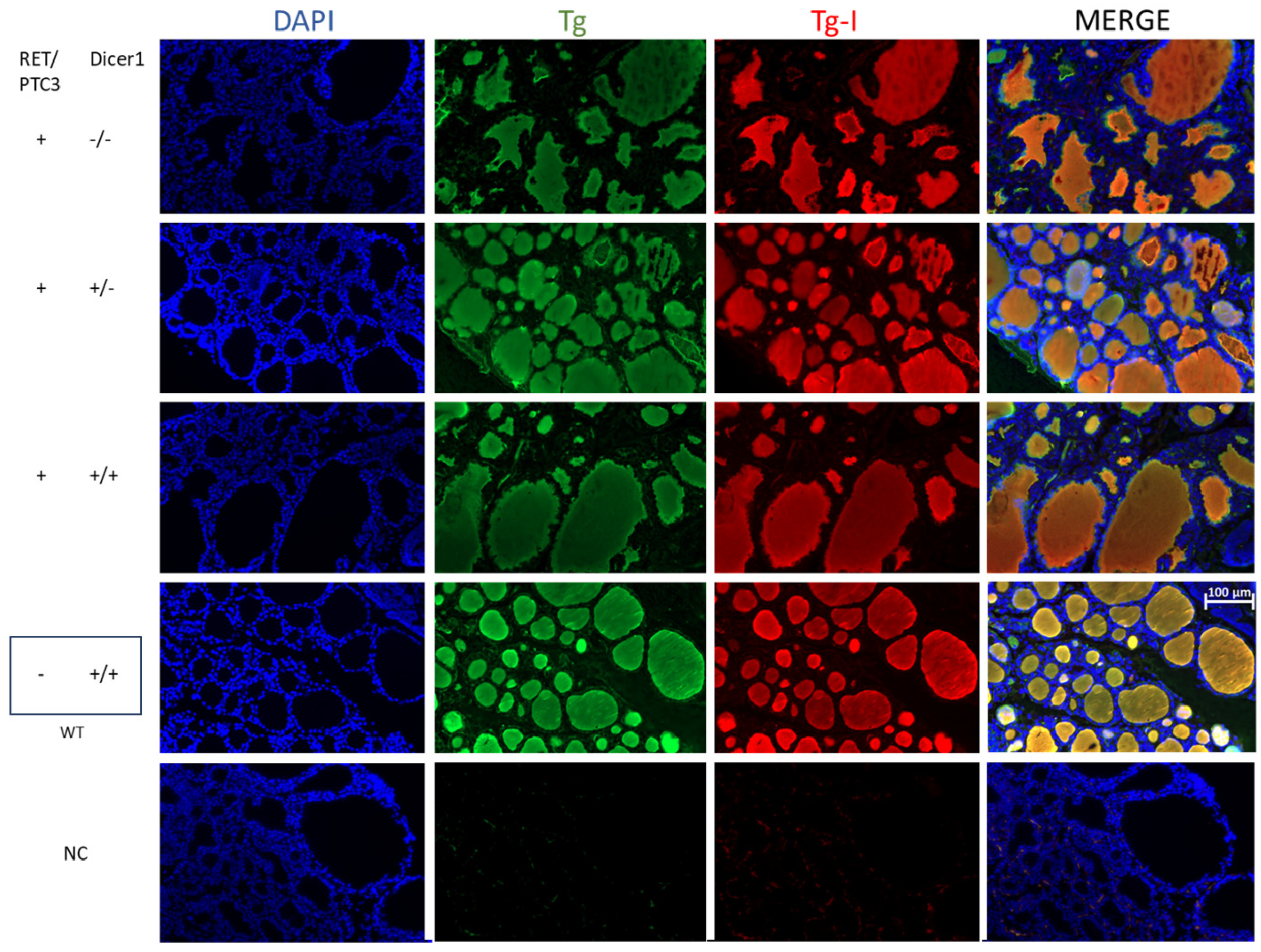 Cells 14 01465 g005 Cells 14 01465 g005