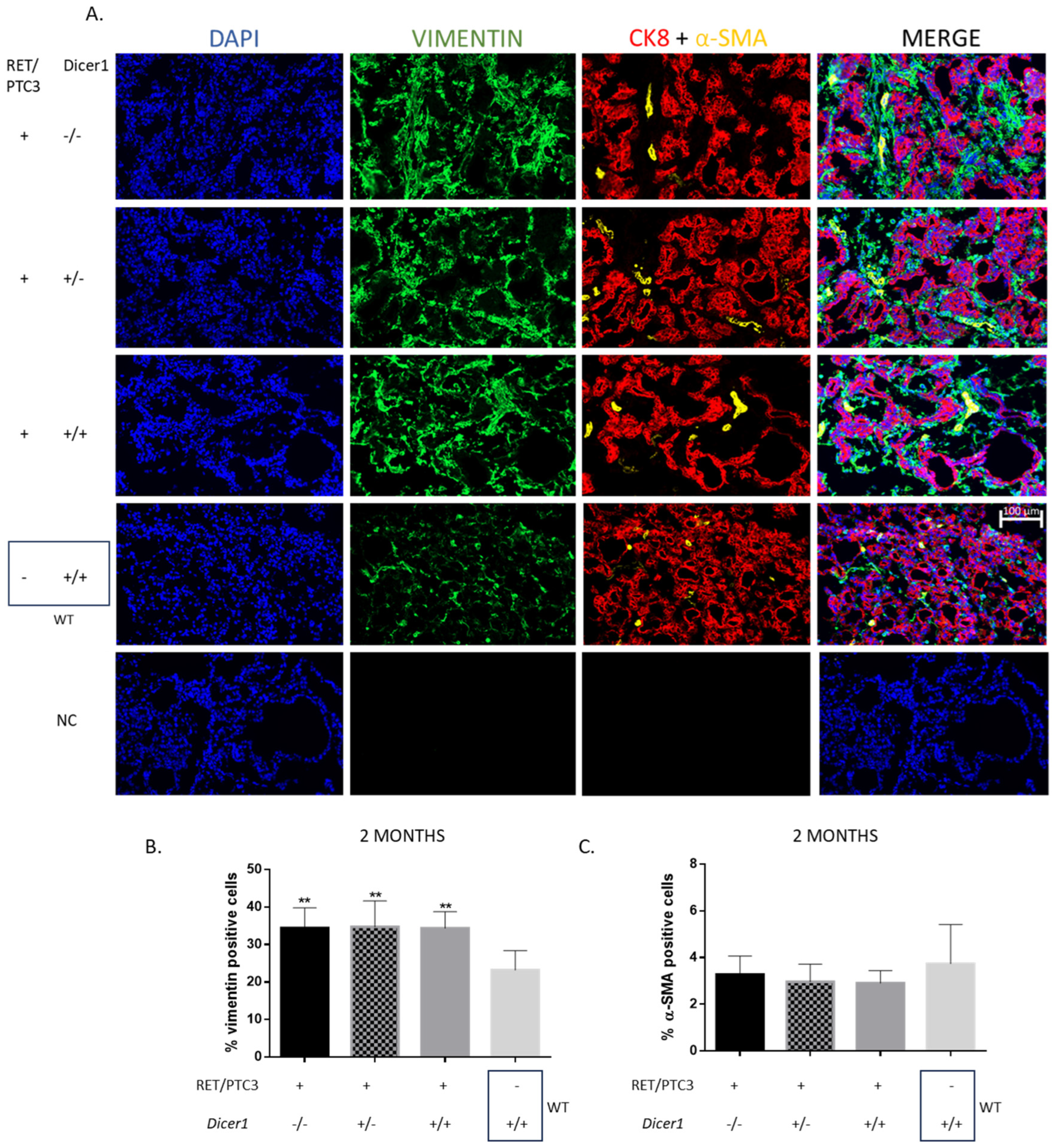 Cells 14 01465 g007 Cells 14 01465 g007