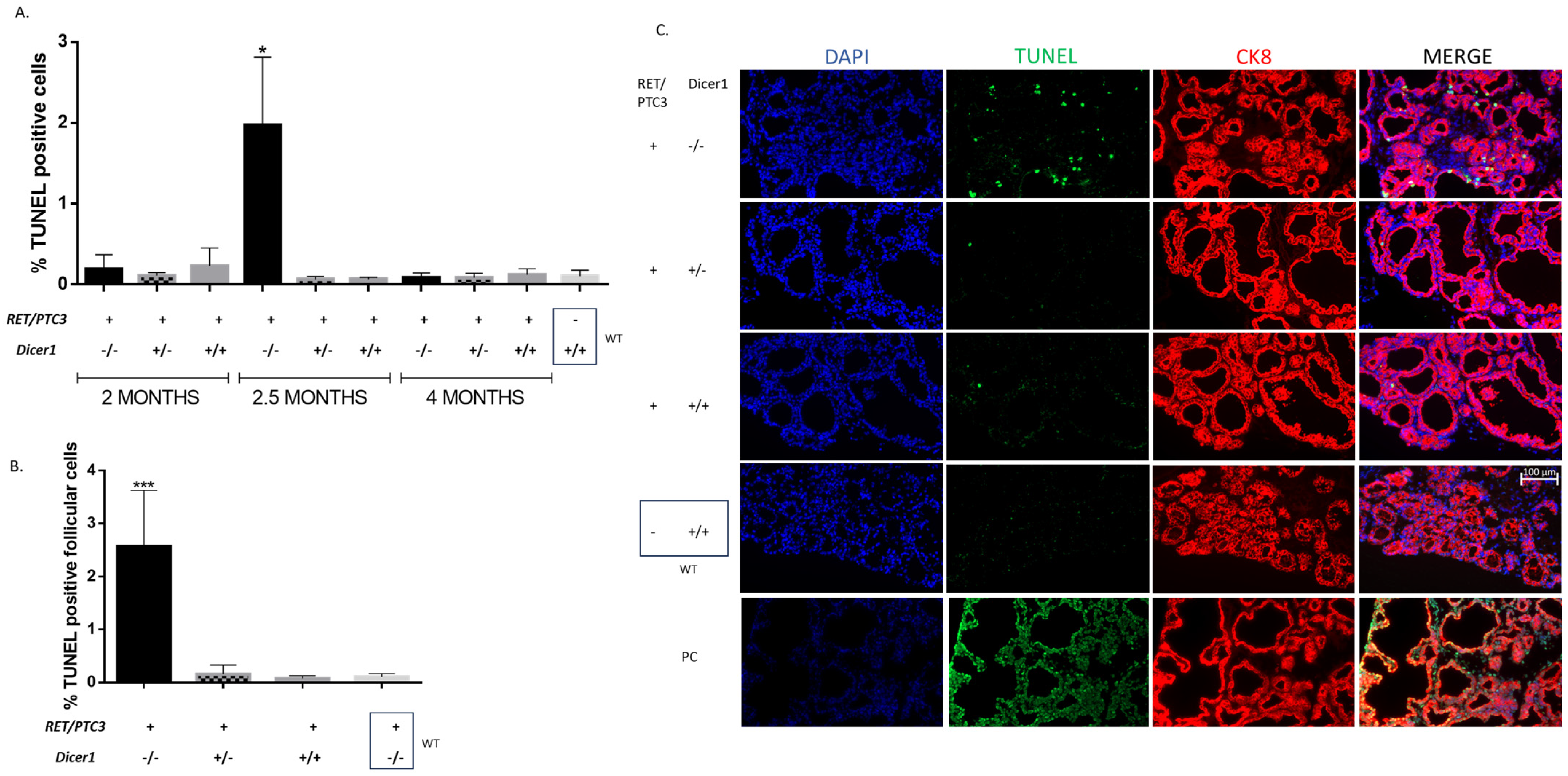 Cells 14 01465 g010 Cells 14 01465 g010