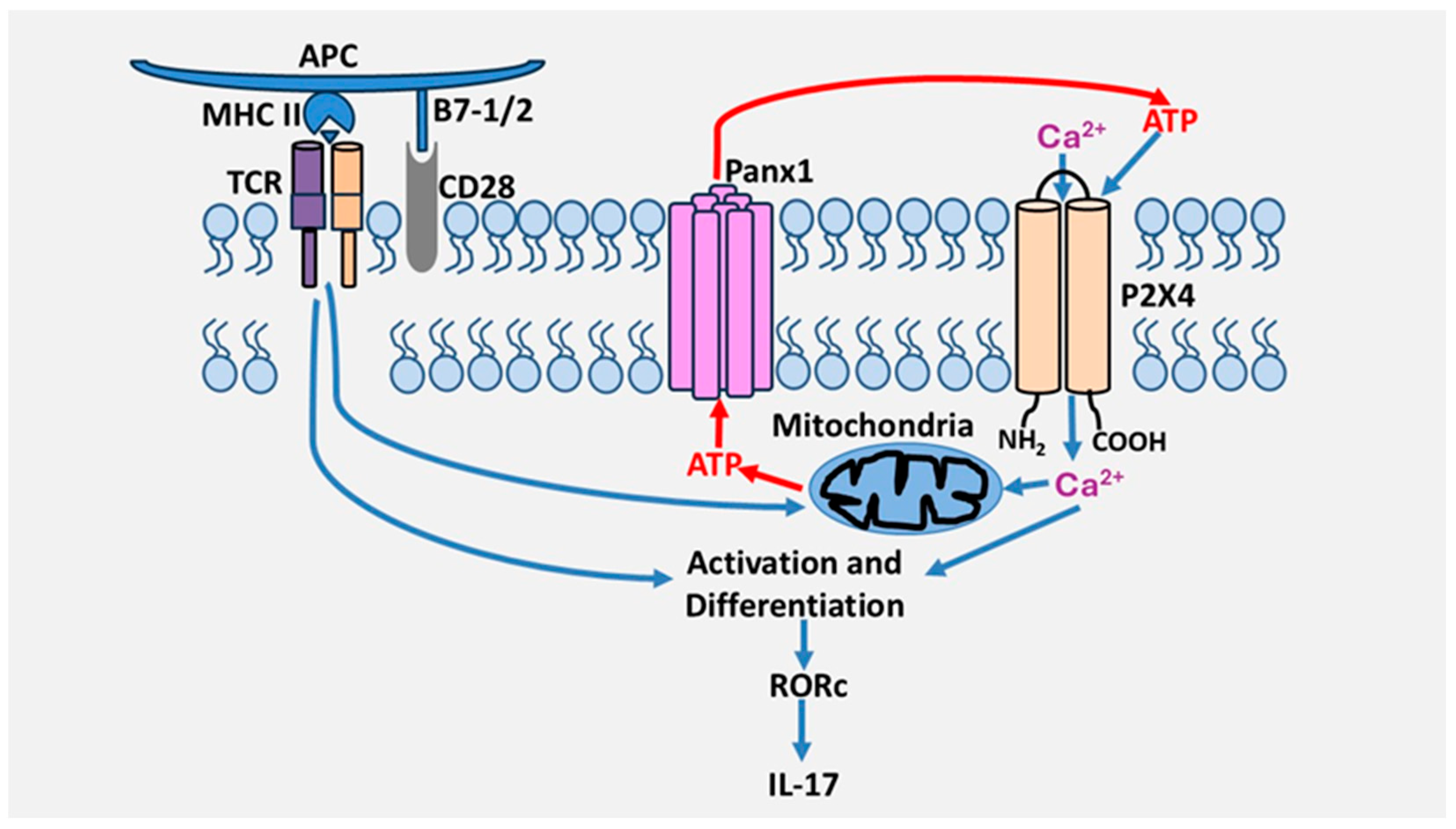 Cells 14 01467 g002 Cells 14 01467 g002