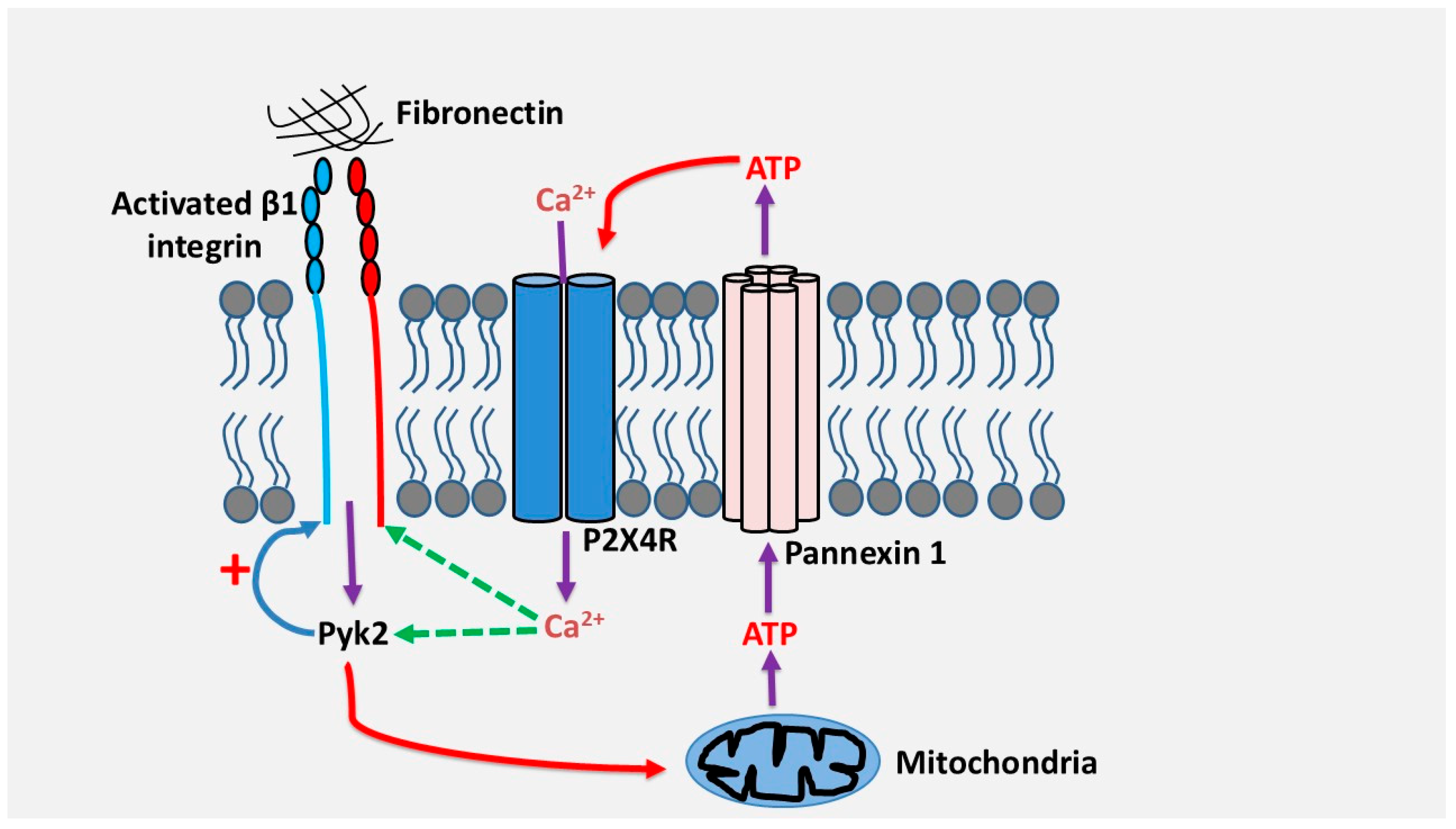 Cells 14 01467 g003 Cells 14 01467 g003
