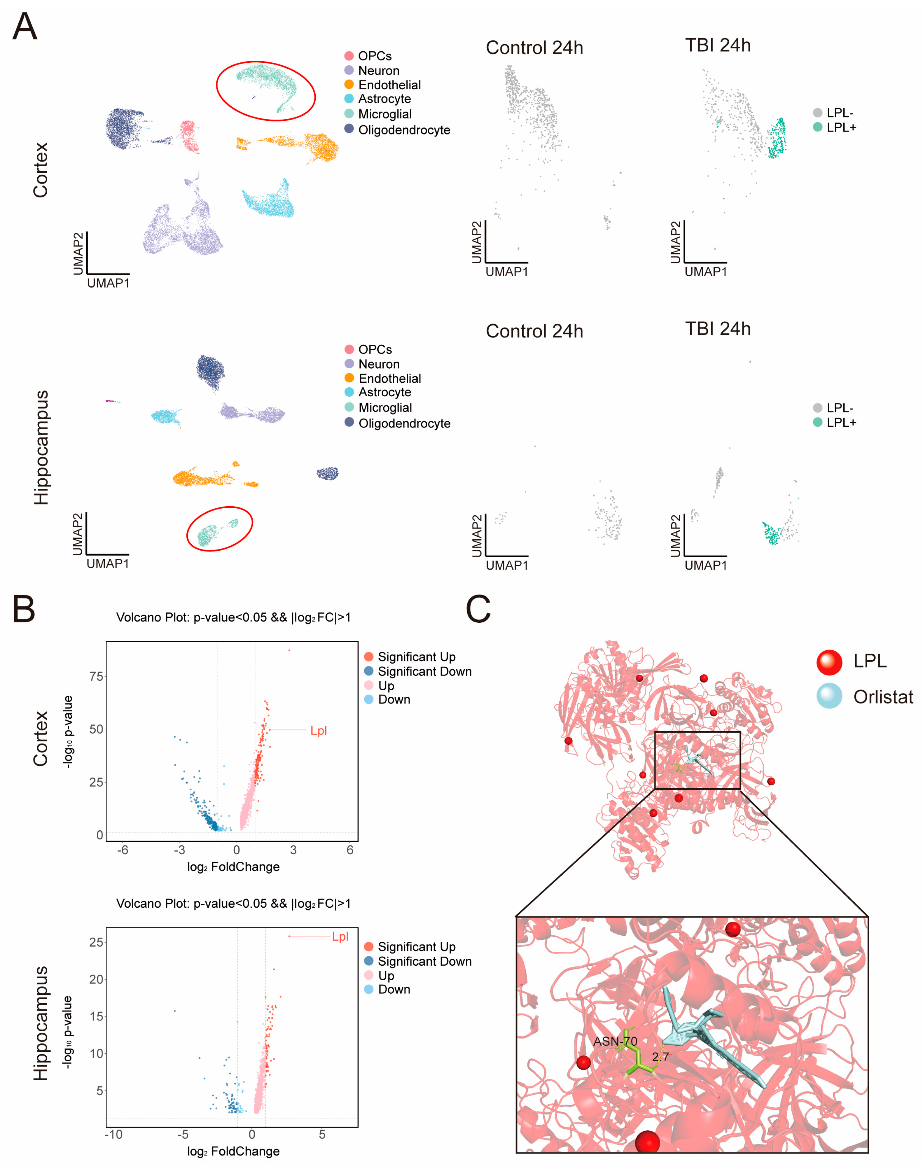 Cells 14 01469 g005 Cells 14 01469 g005