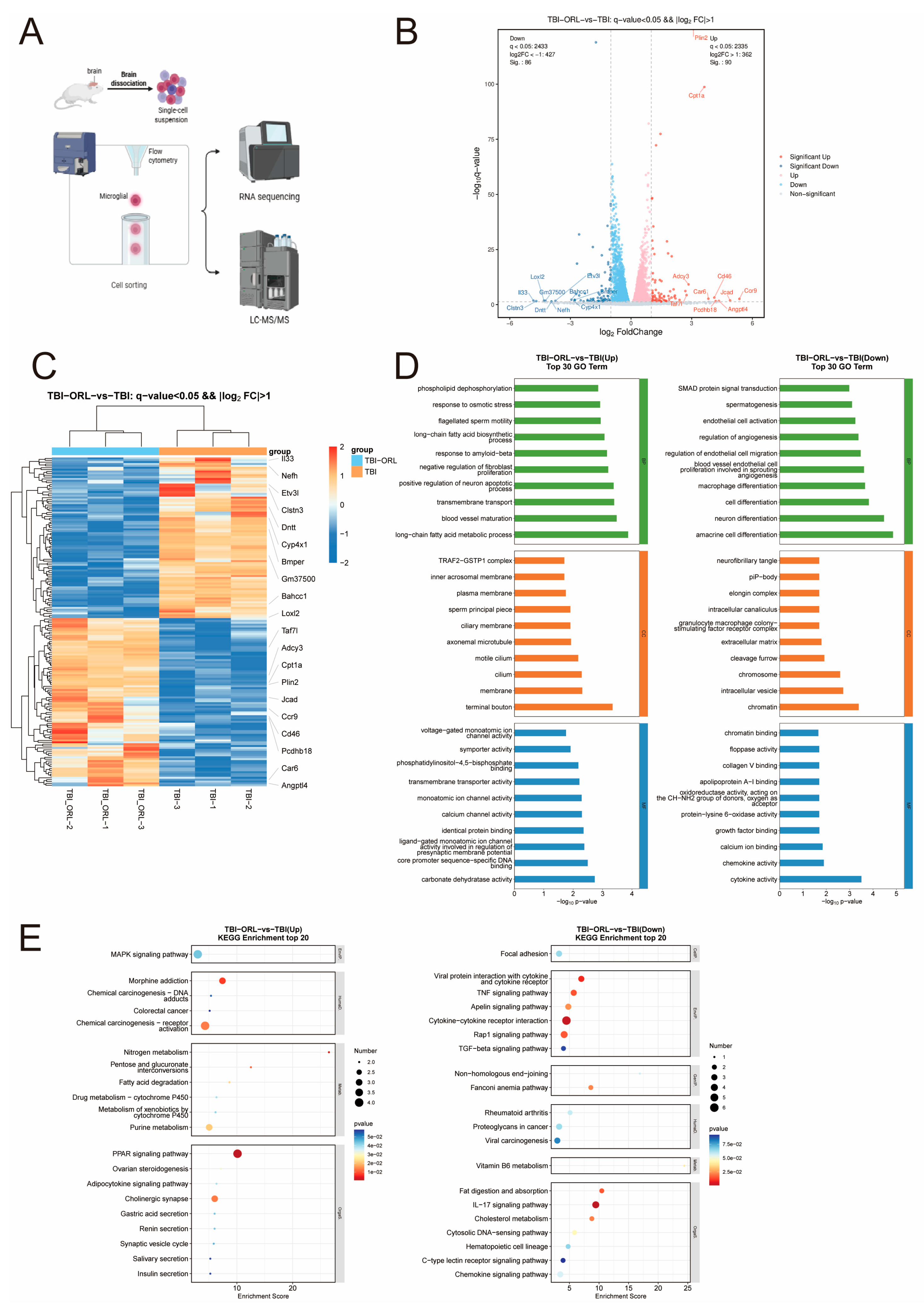 Cells 14 01469 g006 Cells 14 01469 g006