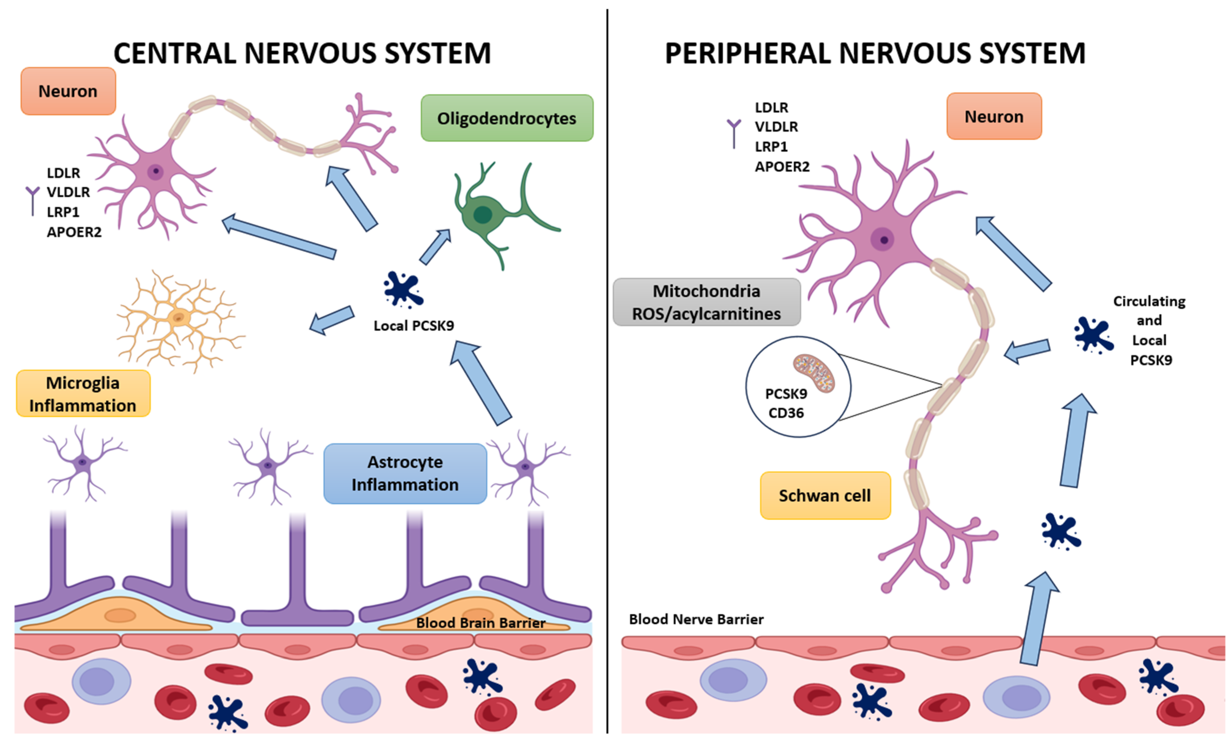 Cells 14 01479 g002 Cells 14 01479 g002