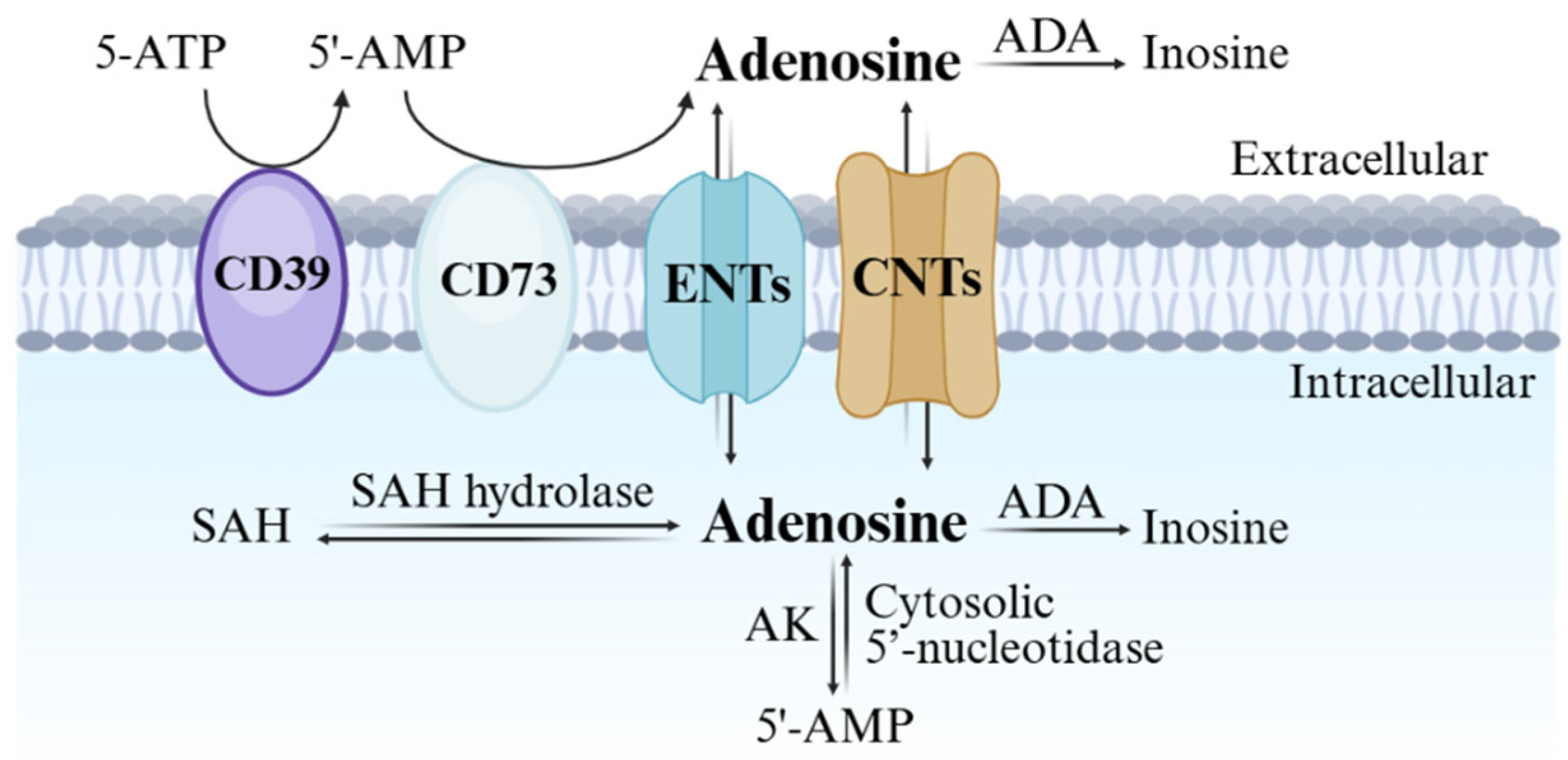 Cells 14 01480 g001 Cells 14 01480 g001