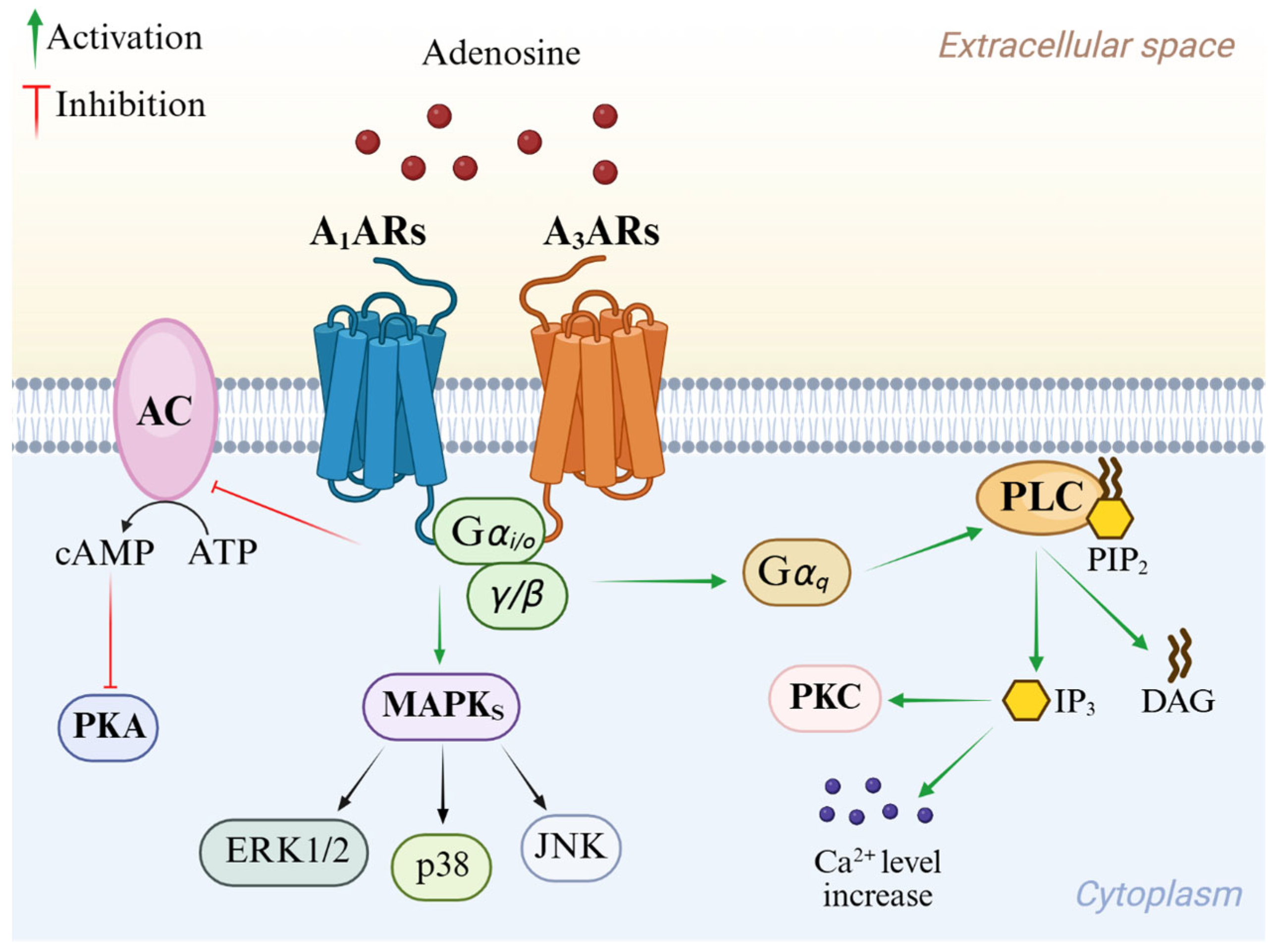 Cells 14 01480 g002 Cells 14 01480 g002