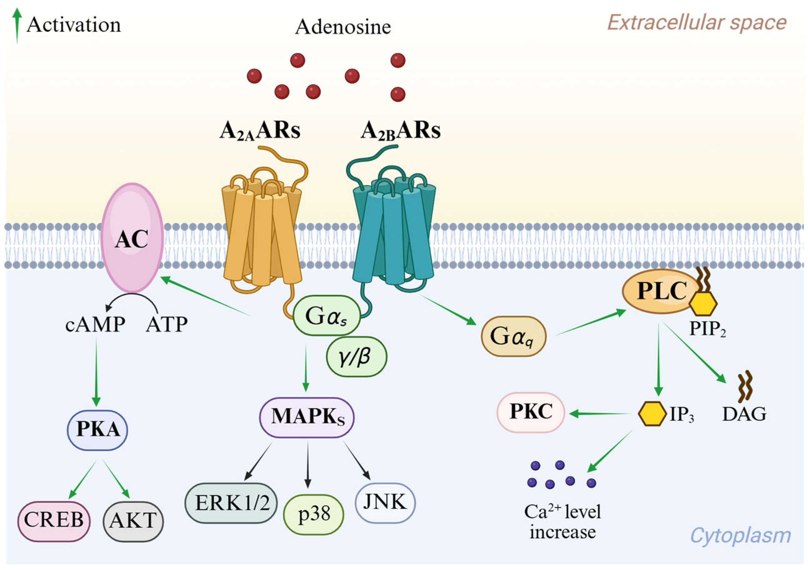 Cells 14 01480 g003 Cells 14 01480 g003