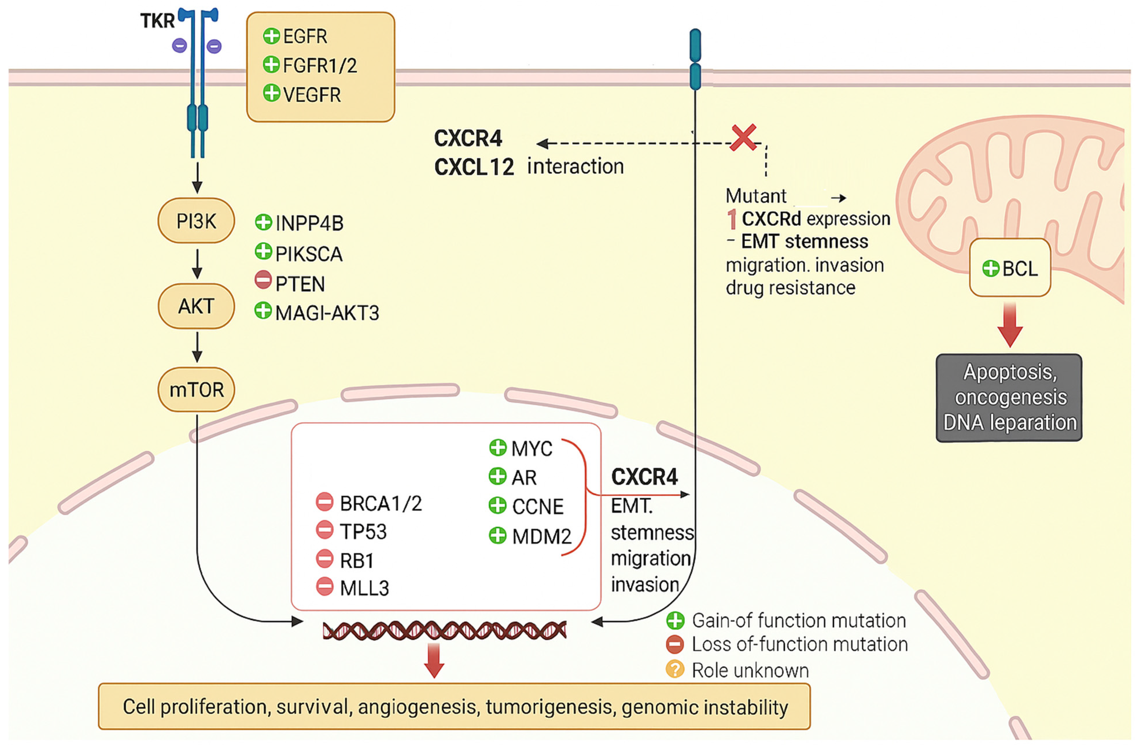 Cells 14 01482 g002 Cells 14 01482 g002