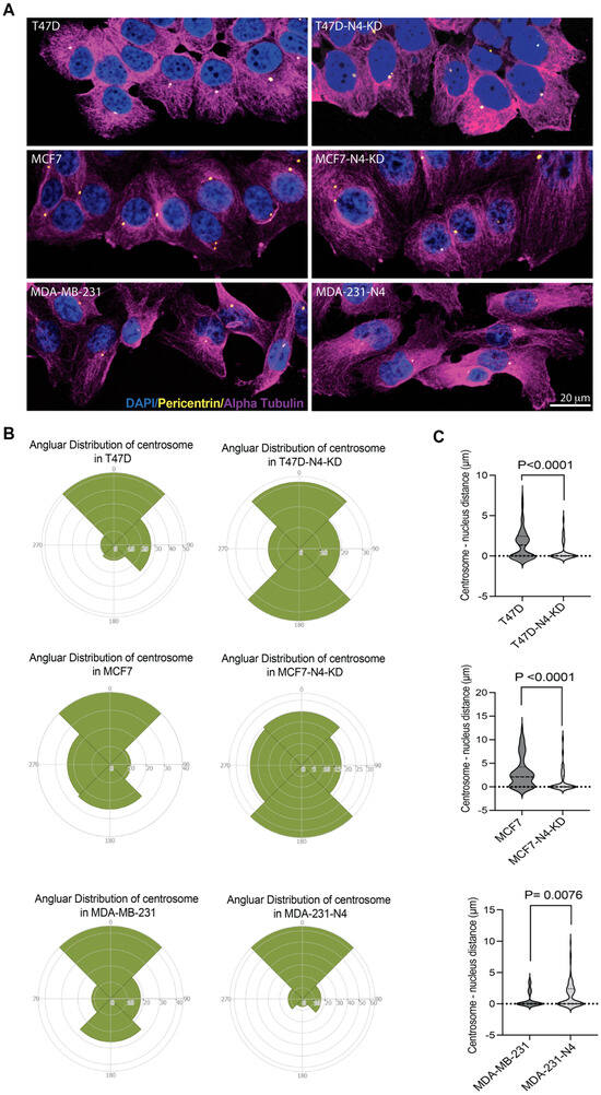 The Role of Nesprin-4 in Breast Cancer Migration and Invasion