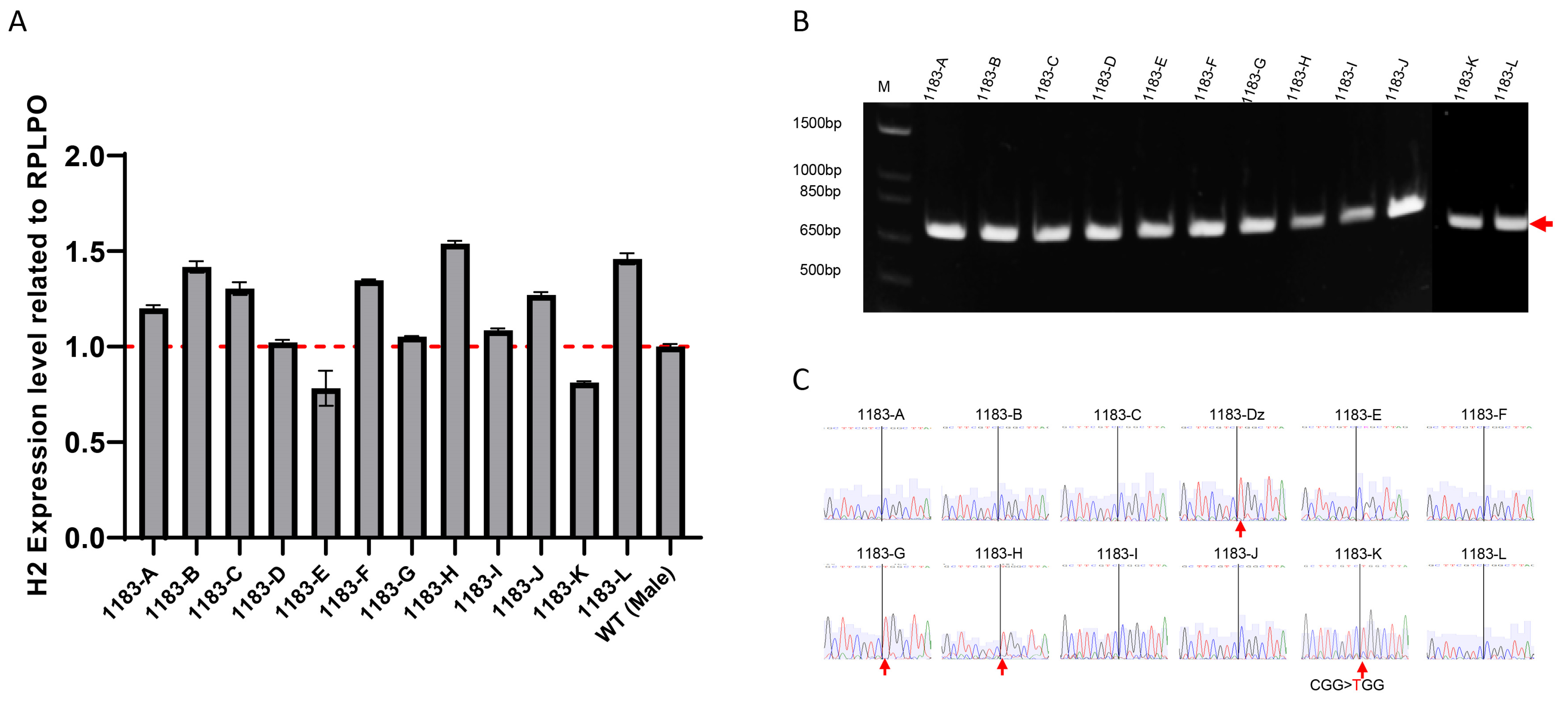 Cells 14 01486 g002 Cells 14 01486 g002