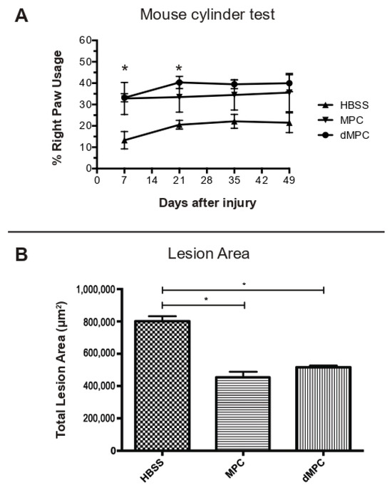 Prolonged Heat-Treated Mesenchymal Precursor Cells Induce Positive