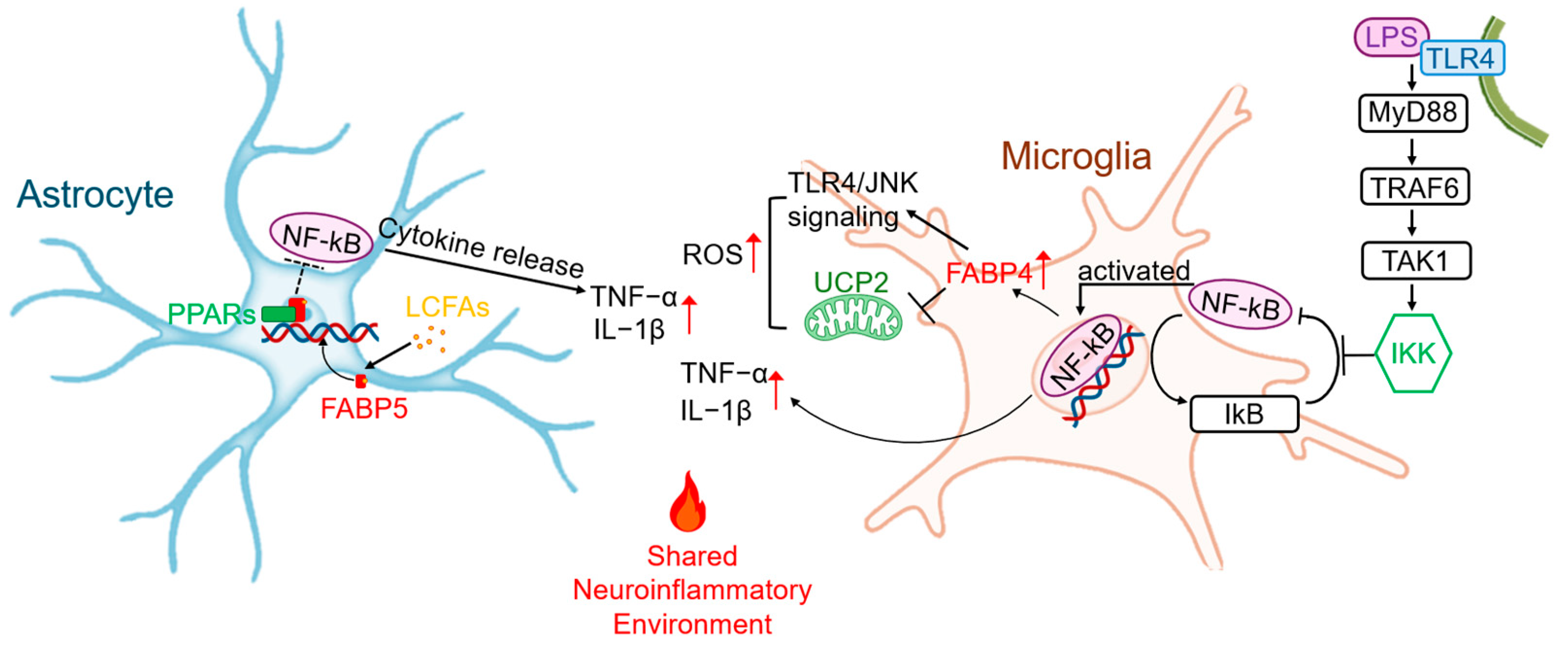 Cells 14 01502 g001 Cells 14 01502 g001