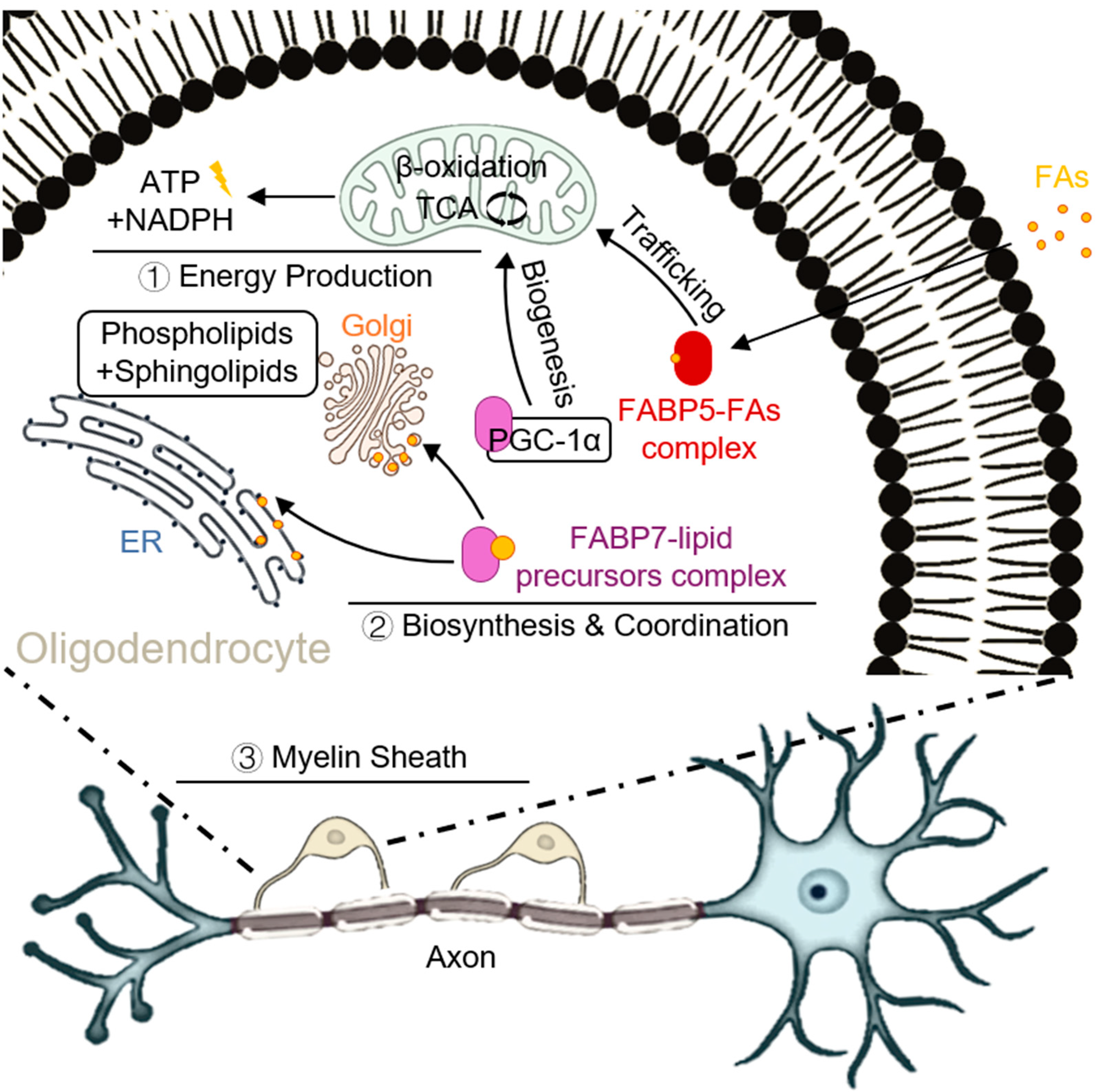 Cells 14 01502 g002 Cells 14 01502 g002