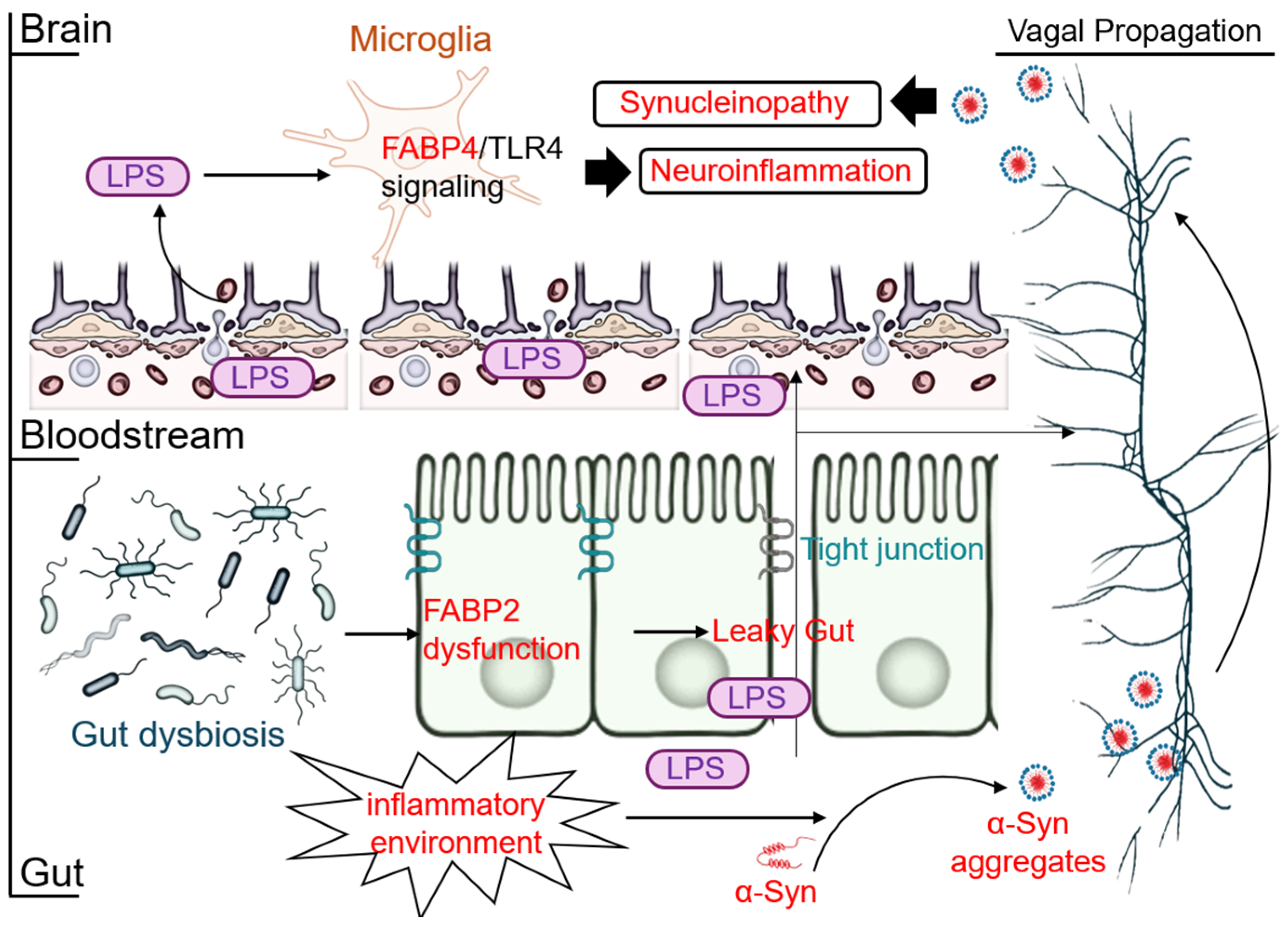Cells 14 01502 g003 Cells 14 01502 g003