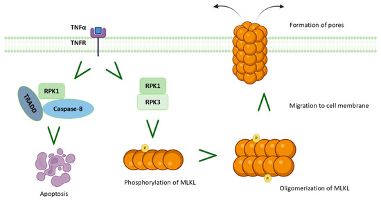 Myocardial Ischemia/Reperfusion Injury: Molecular Insights