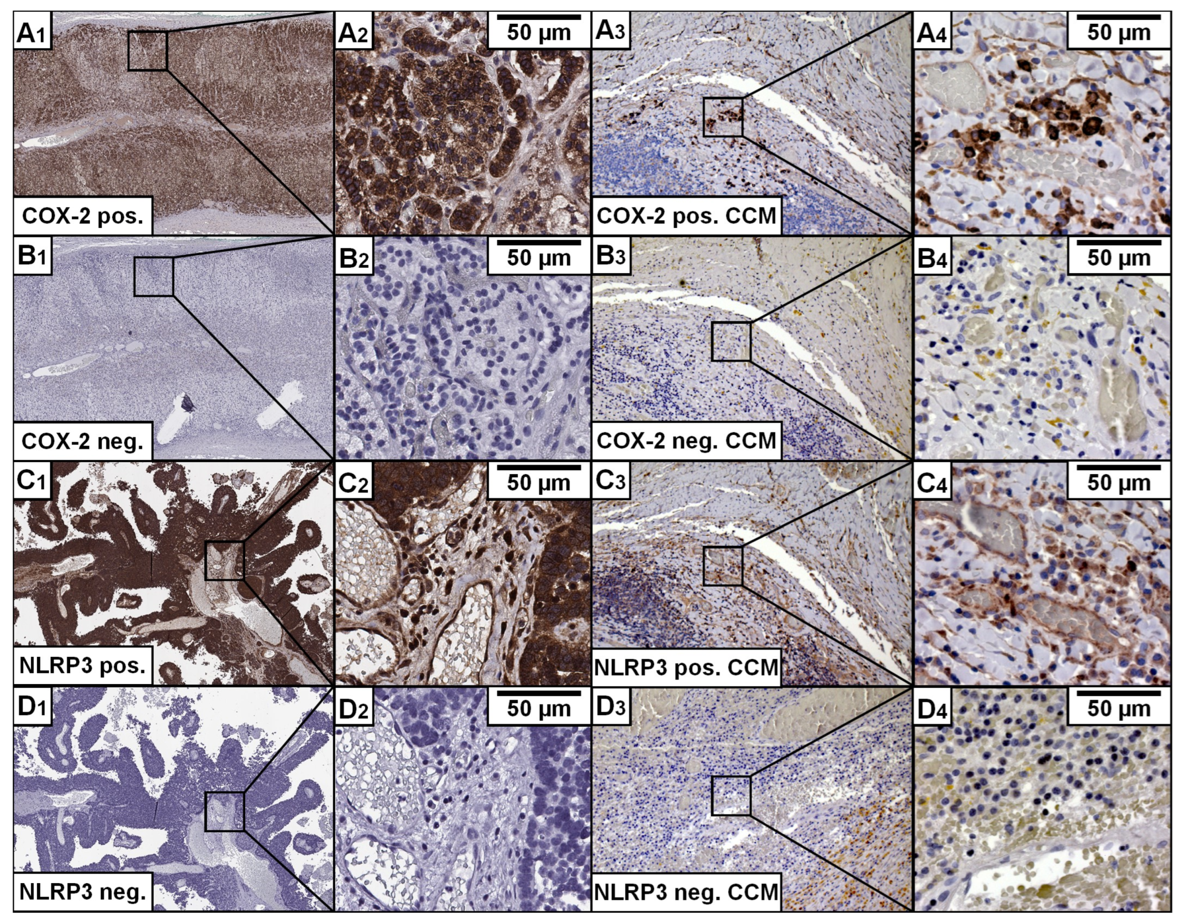Cells 14 01510 g001 Cells 14 01510 g001
