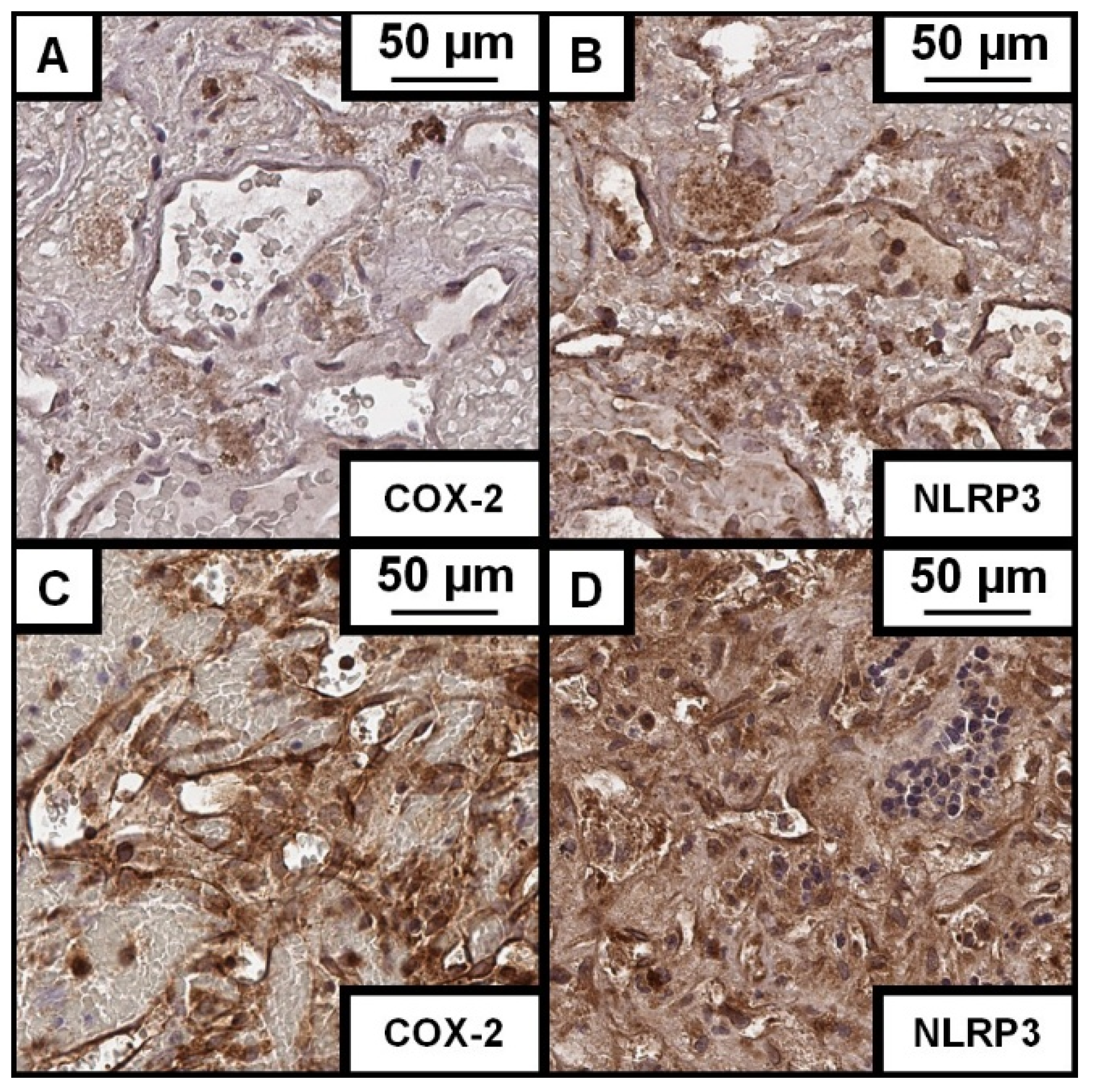 Cells 14 01510 g003 Cells 14 01510 g003