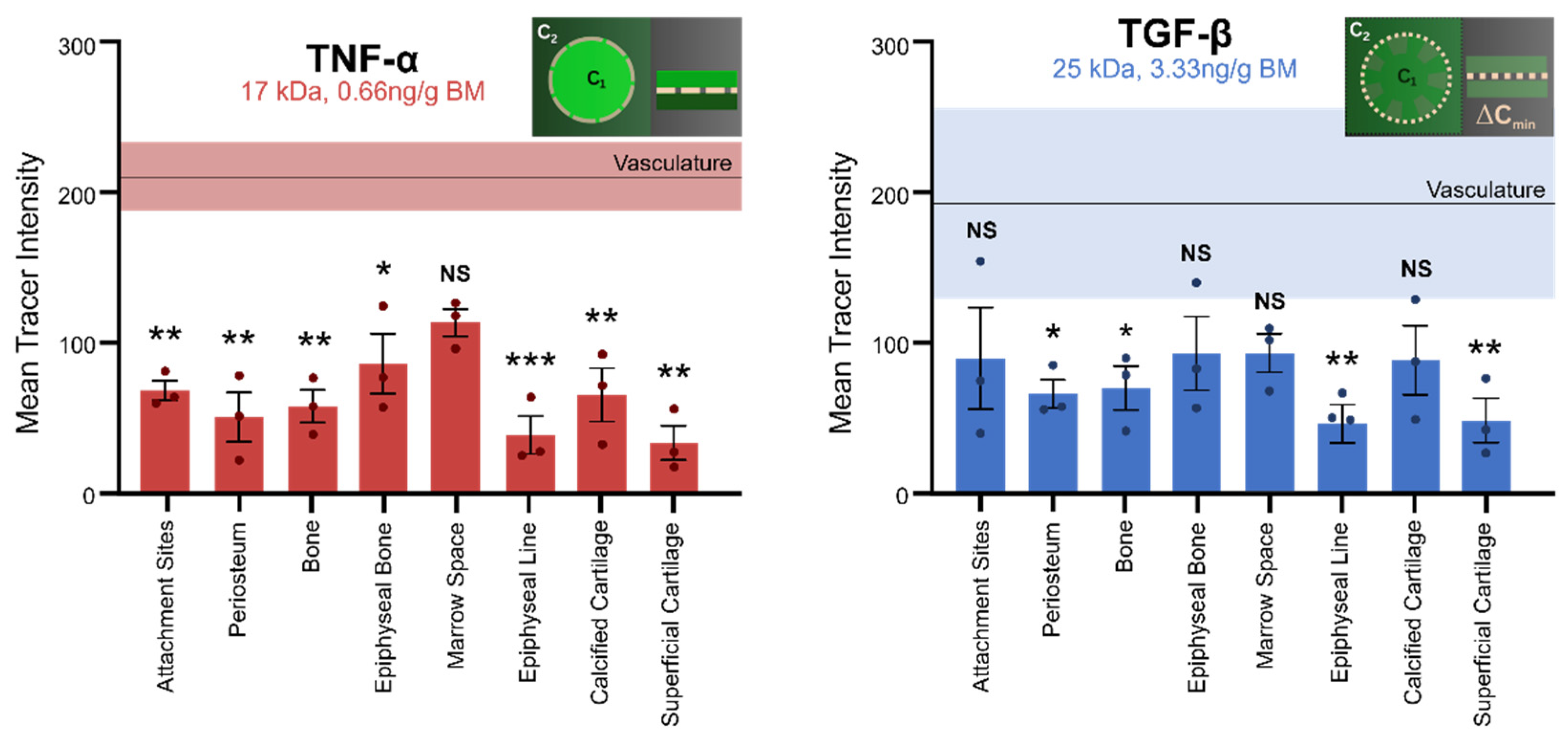 Cells 14 01524 g003 Cells 14 01524 g003