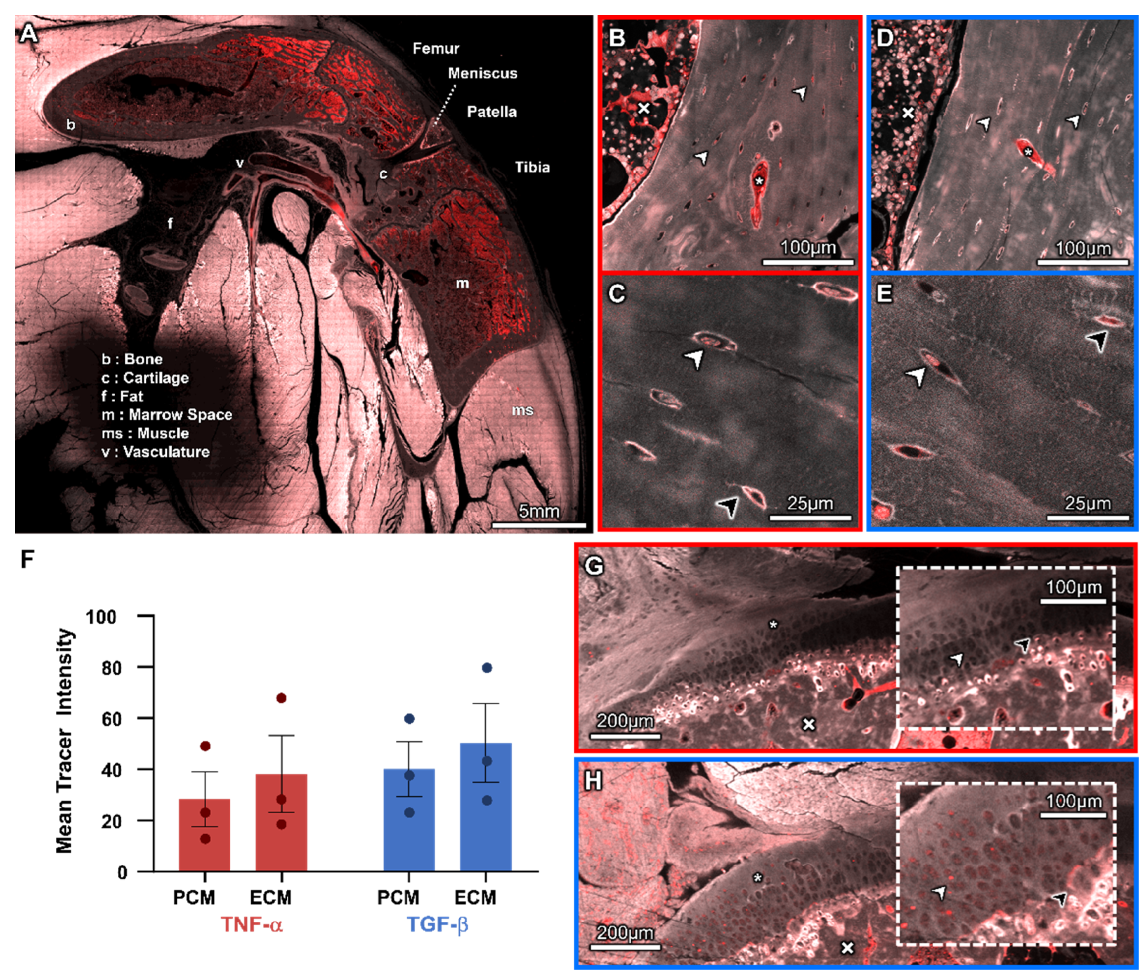 Cells 14 01524 g004 Cells 14 01524 g004