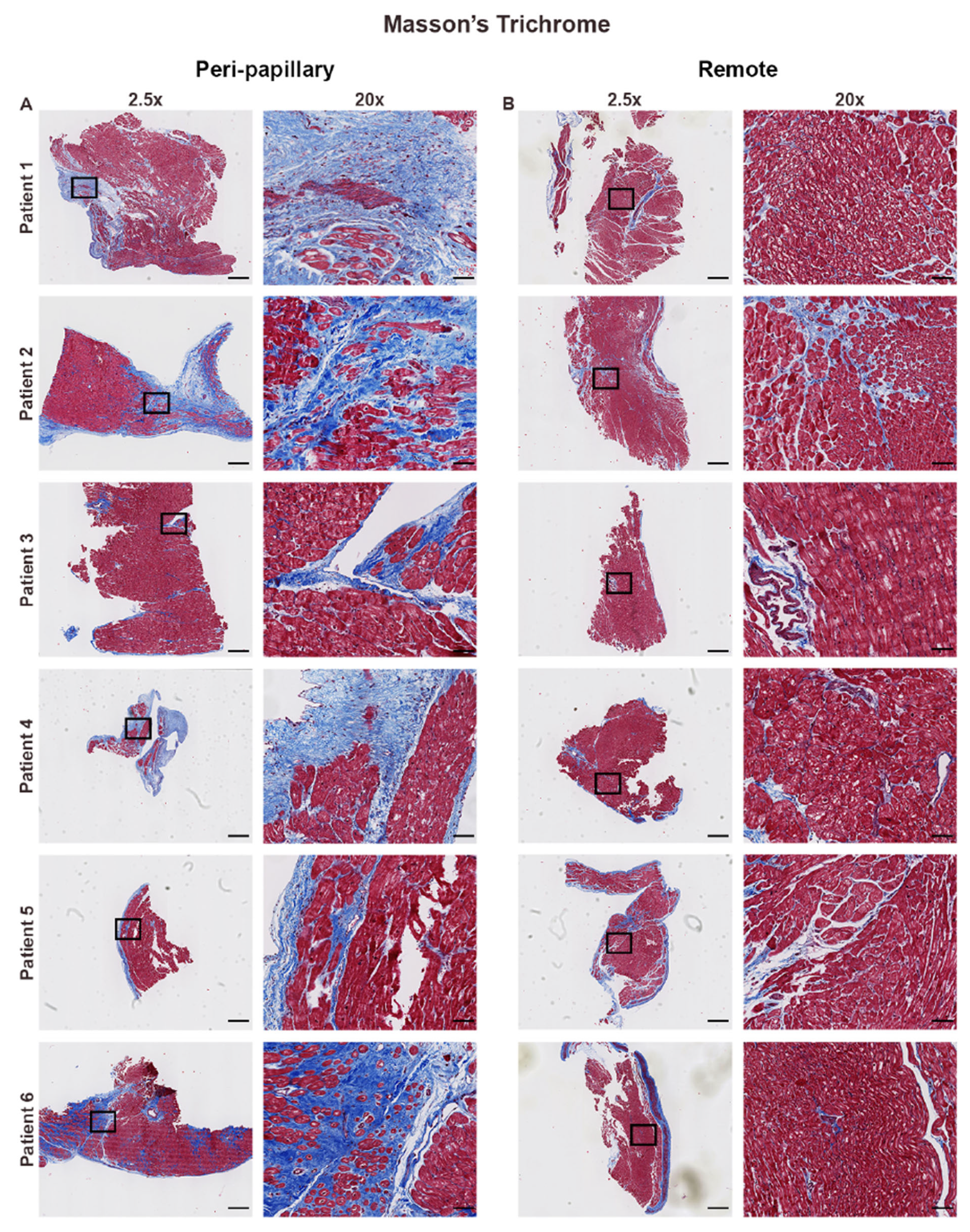Cells 14 01536 g001 Cells 14 01536 g001