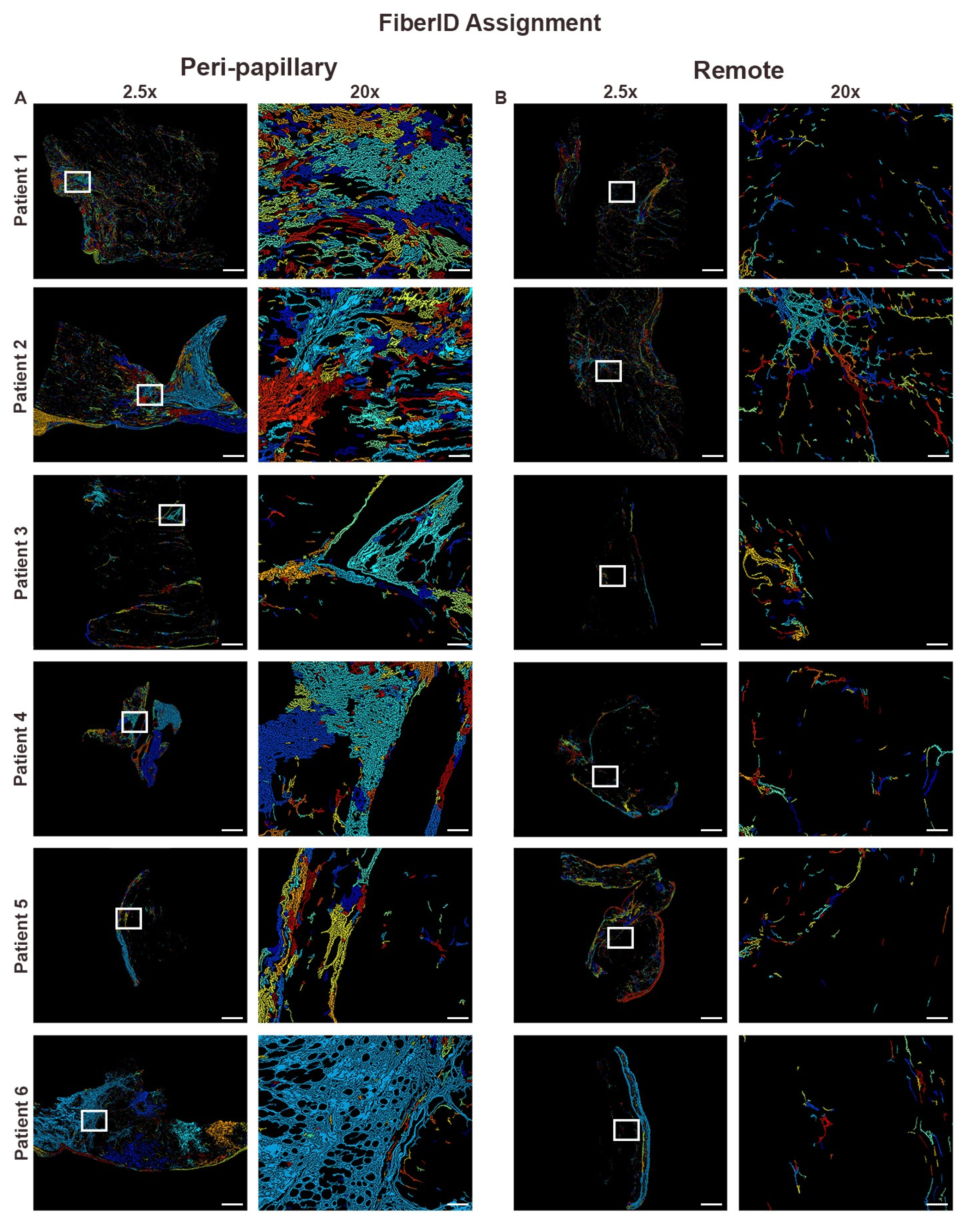 Cells 14 01536 g002 Cells 14 01536 g002