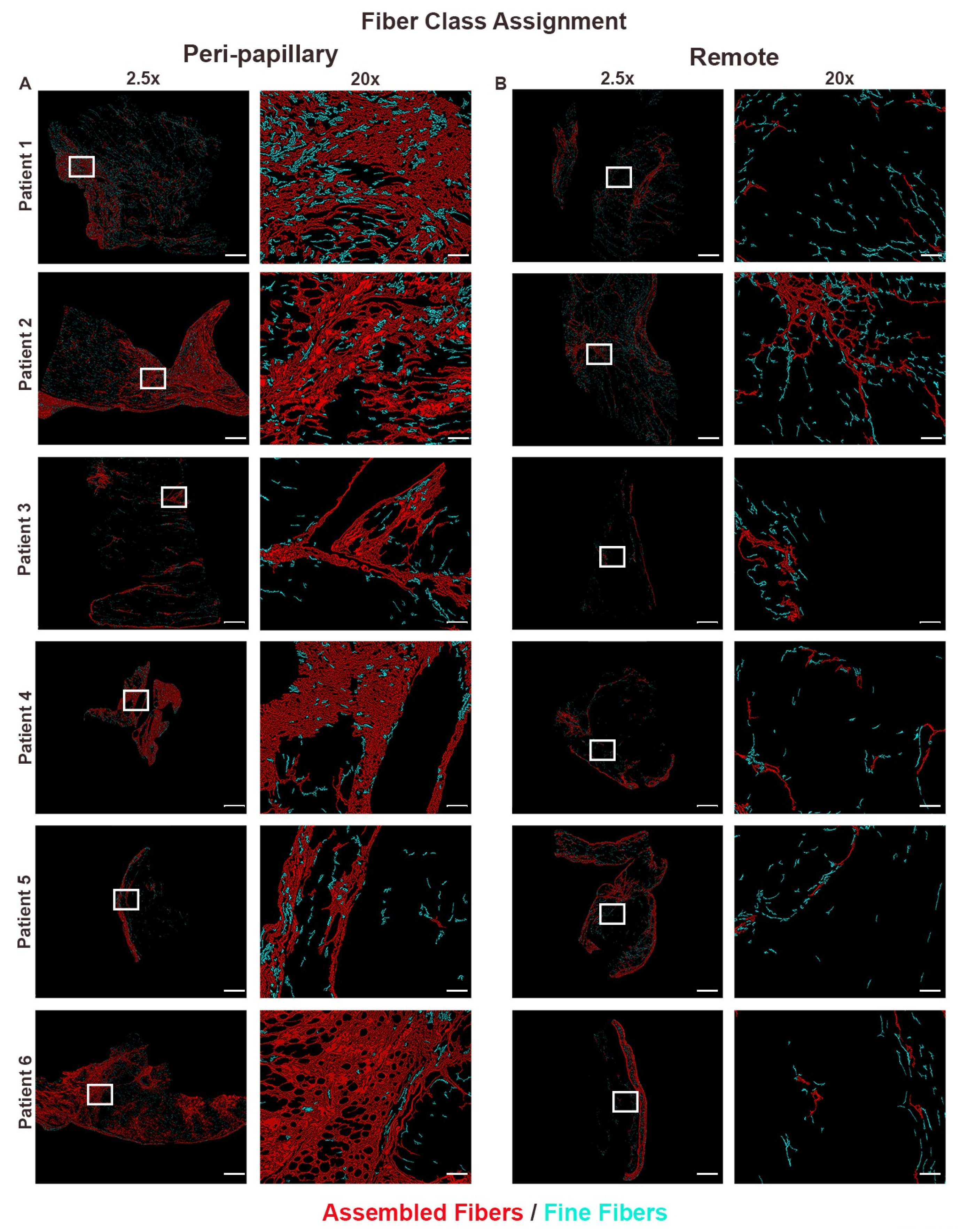 Cells 14 01536 g003 Cells 14 01536 g003